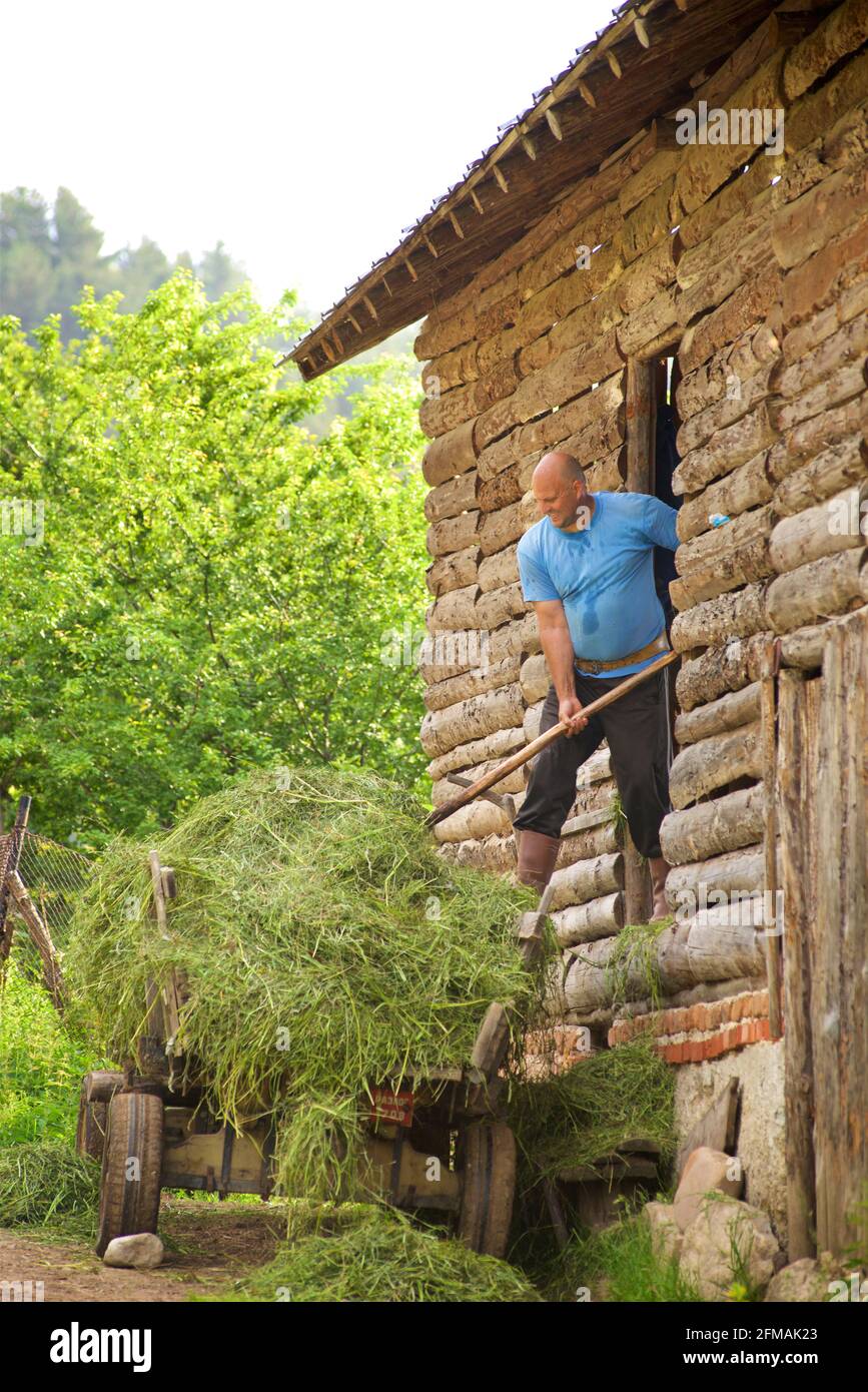 Bulgarian farmer using a pitchfork to move hay. Gorno Draglishte. Razlog Municipality, Blagoevgrad province, Bulgaria Stock Photo