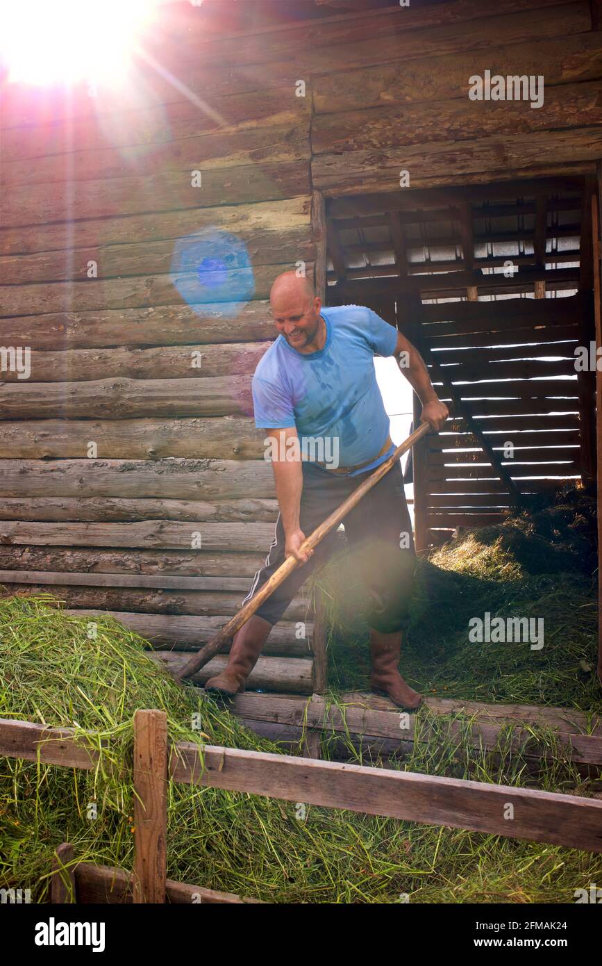 Bulgarian farmer using a pitchfork to move hay. Gorno Draglishte. Razlog Municipality, Blagoevgrad province, Bulgaria Stock Photo