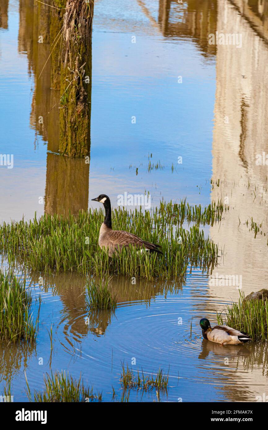 Canada Goose and a Mallard Duck in the coastal marsh along the Steveston waterfront in British Columbia Canada Stock Photo