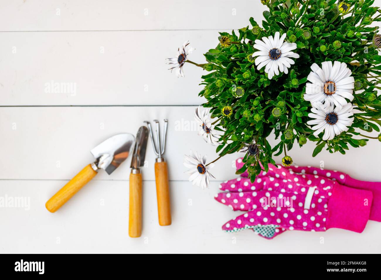 Gardening tools and pink gardening glove and daisy plant on a background of white rustic boards. top view. Stock Photo