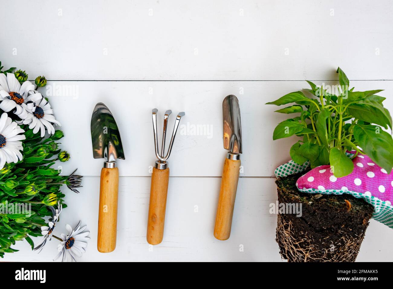 Gardening tools and hand with pink gardening glove holding plant on white rustic boards background.Top view. Stock Photo