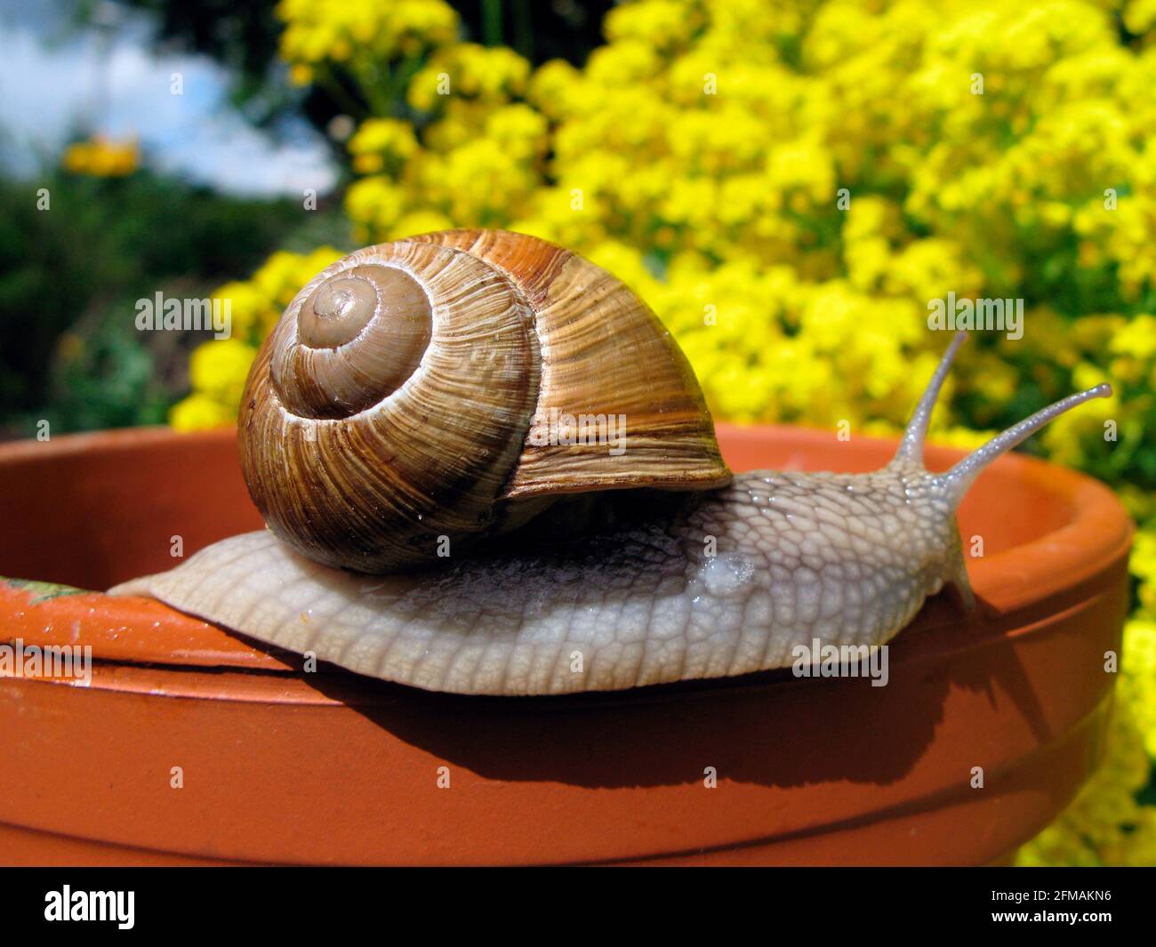 The Roman snail (Helix pomatia), shell-bearing land snail, belongs to the land snails (Stylommatophora) and here to the family of Helicidae Stock Photo