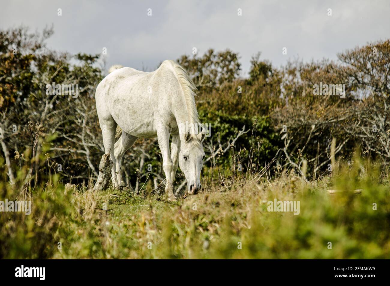 An aging white horse standing in a austere grassland Stock Photo