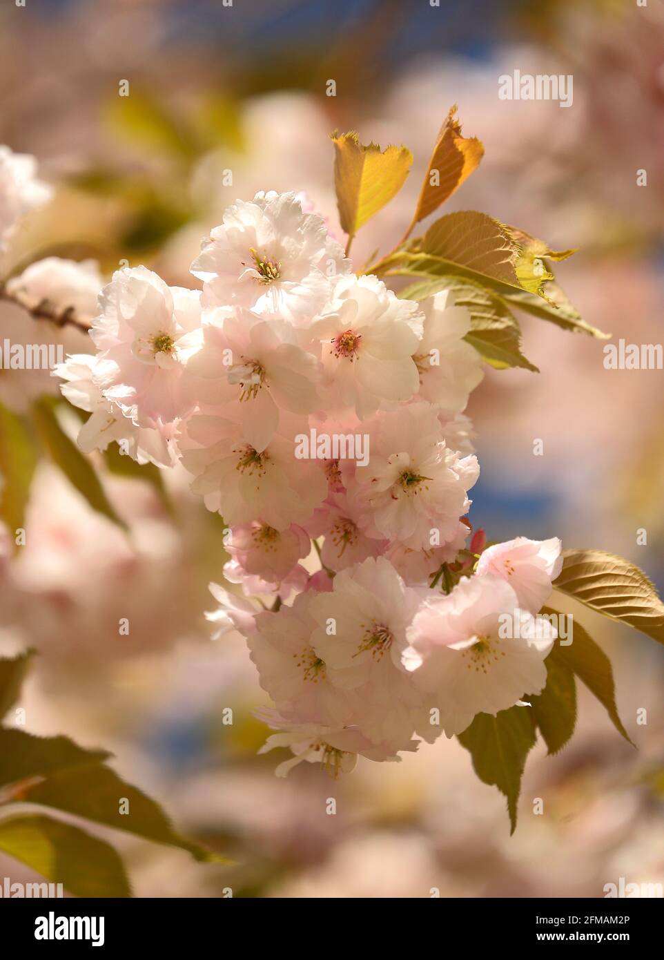 Sunlit Spring Cherry Blossom Stock Photo - Alamy