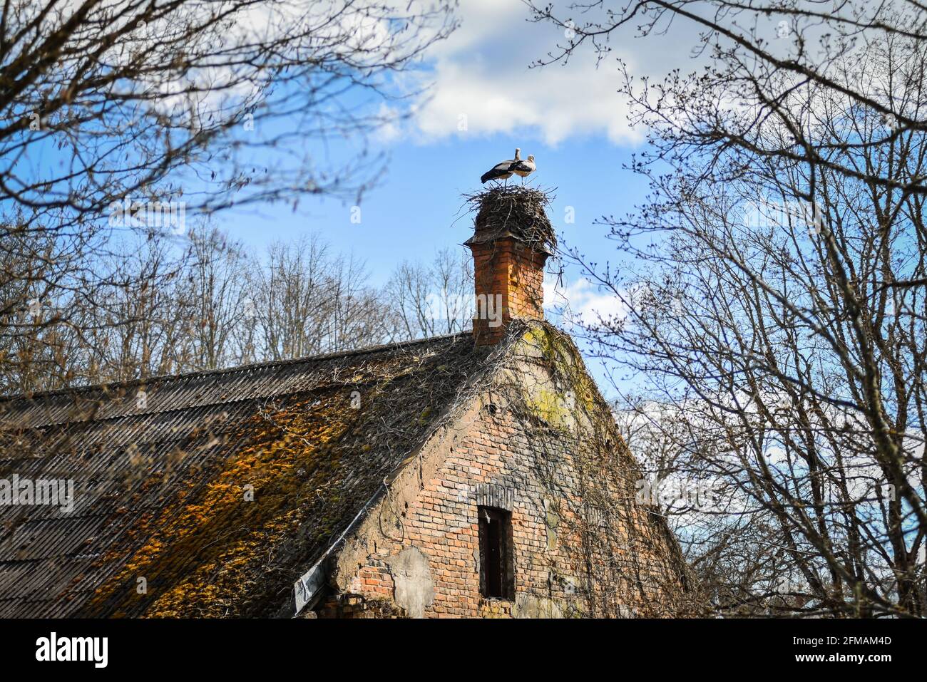 Stork builds a new nest in spring Stock Photo - Alamy