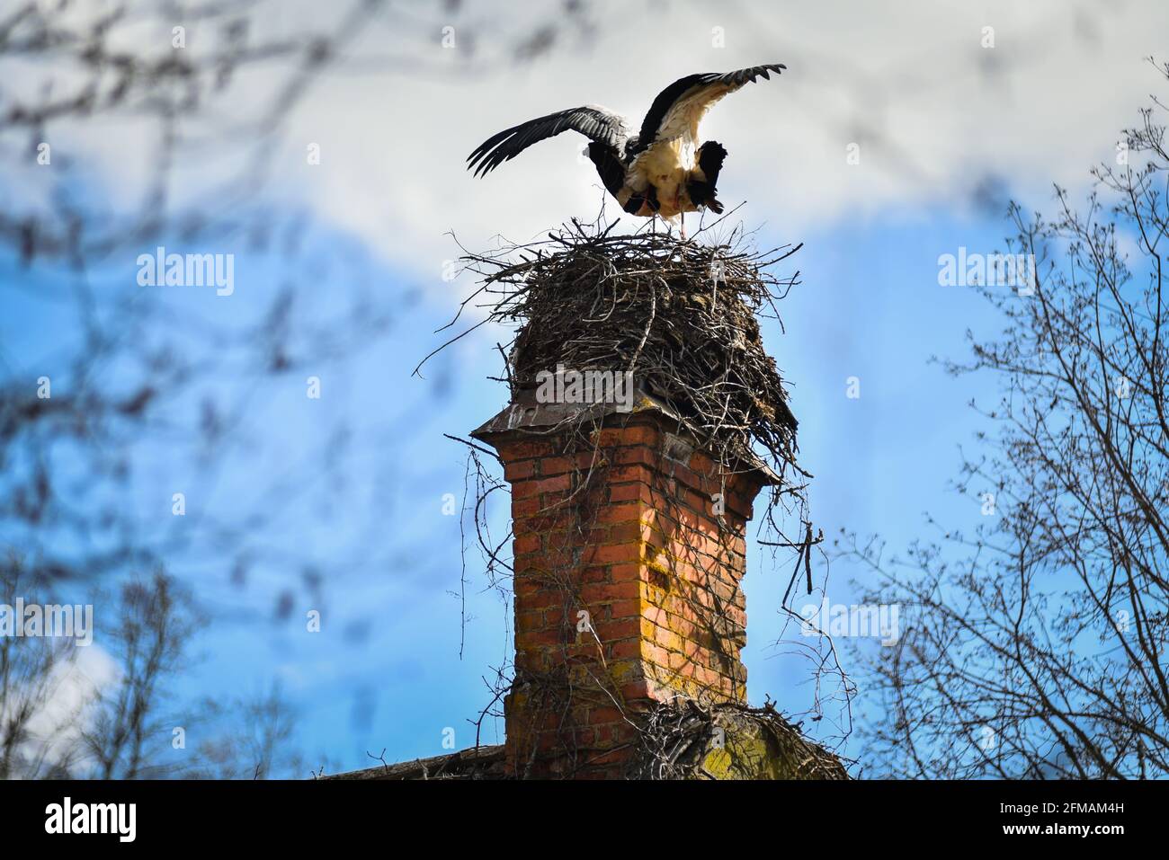 Stork builds a new nest in spring Stock Photo - Alamy