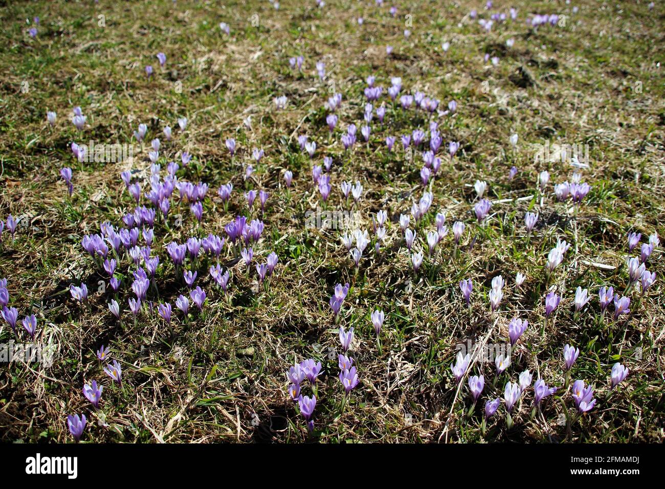Crocus meadow in the humpback meadows near Mittenwald, atmospheric, Europe, Germany, Bavaria, Upper Bavaria, Werdenfelser Land, Isar valley Stock Photo