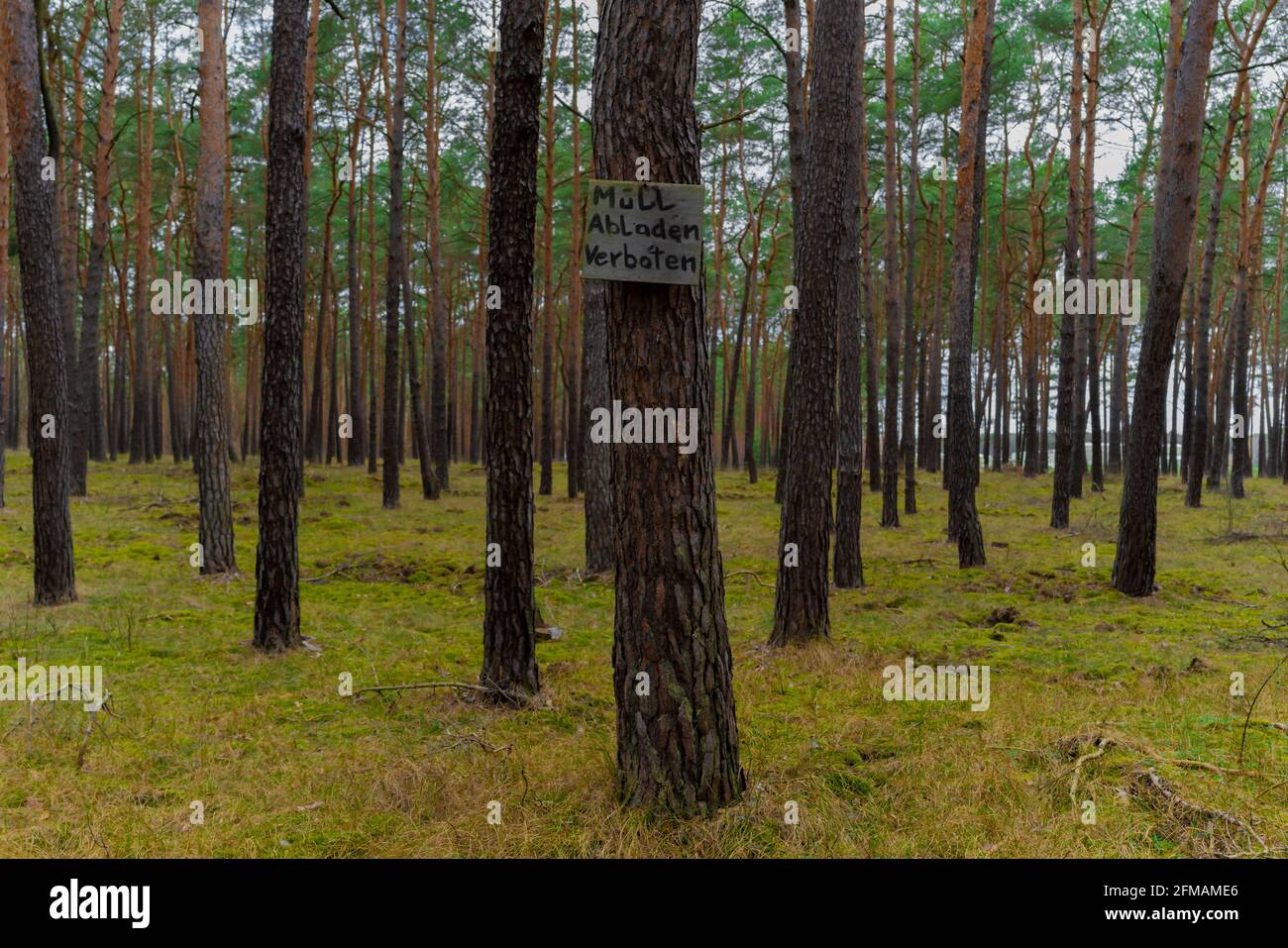 Pine forest in spring, on the tree a sign with German inscription, garbage unloading prohibited Stock Photo
