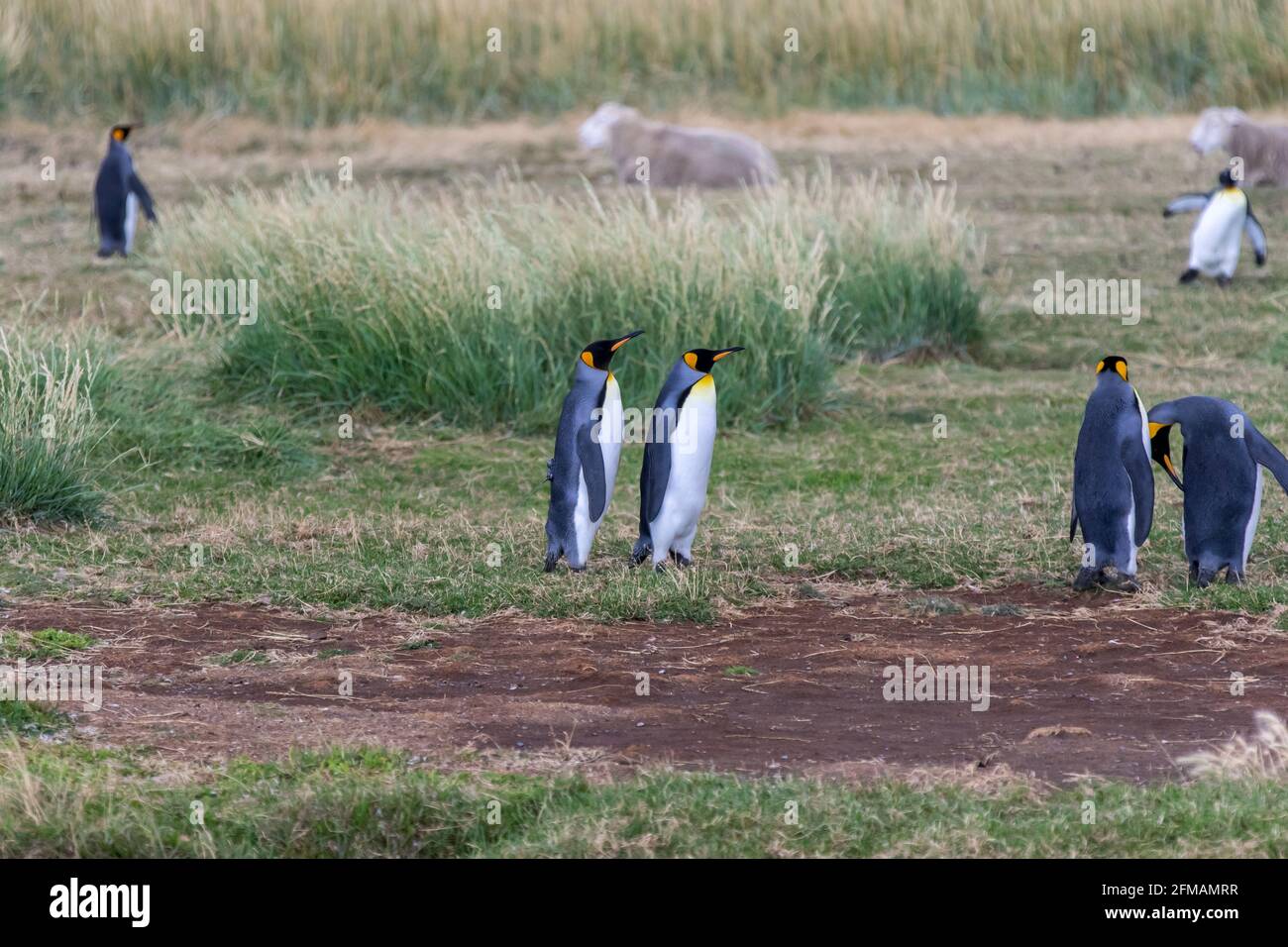 King penguins (Aptenodytes patagonicus) on Tierra del Fuego, Parque Pinguino Rey, Tierra del Fuego, Chile Stock Photo