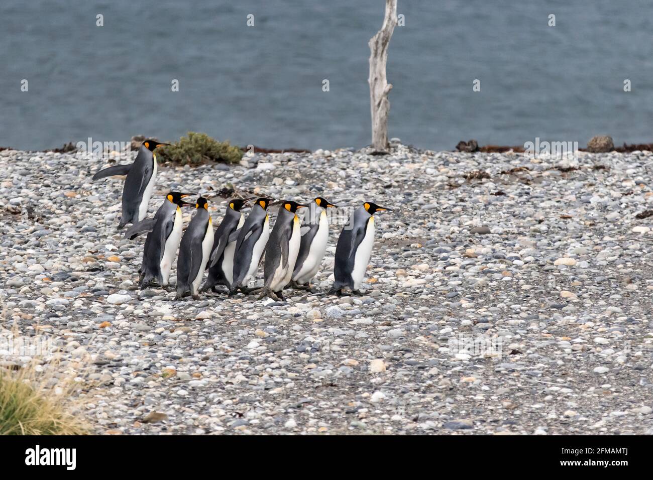 King penguins (Aptenodytes patagonicus) on Tierra del Fuego, Parque Pinguino Rey, Tierra del Fuego, Chile Stock Photo