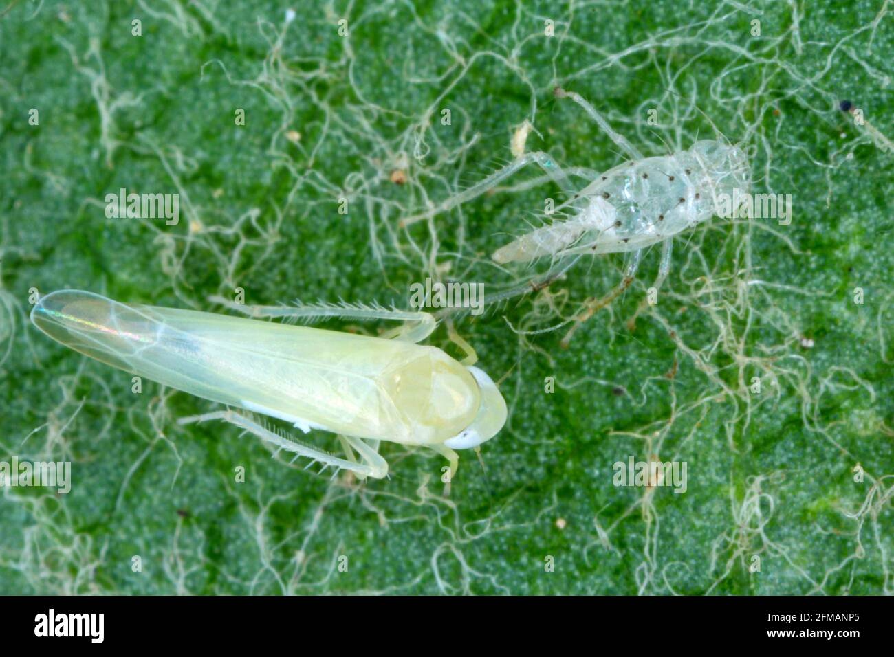 Rose leafhopper Edwardsiana rosae (Cicadellidae) and damage to the rose leaf made by this pest - bright spots. Stock Photo