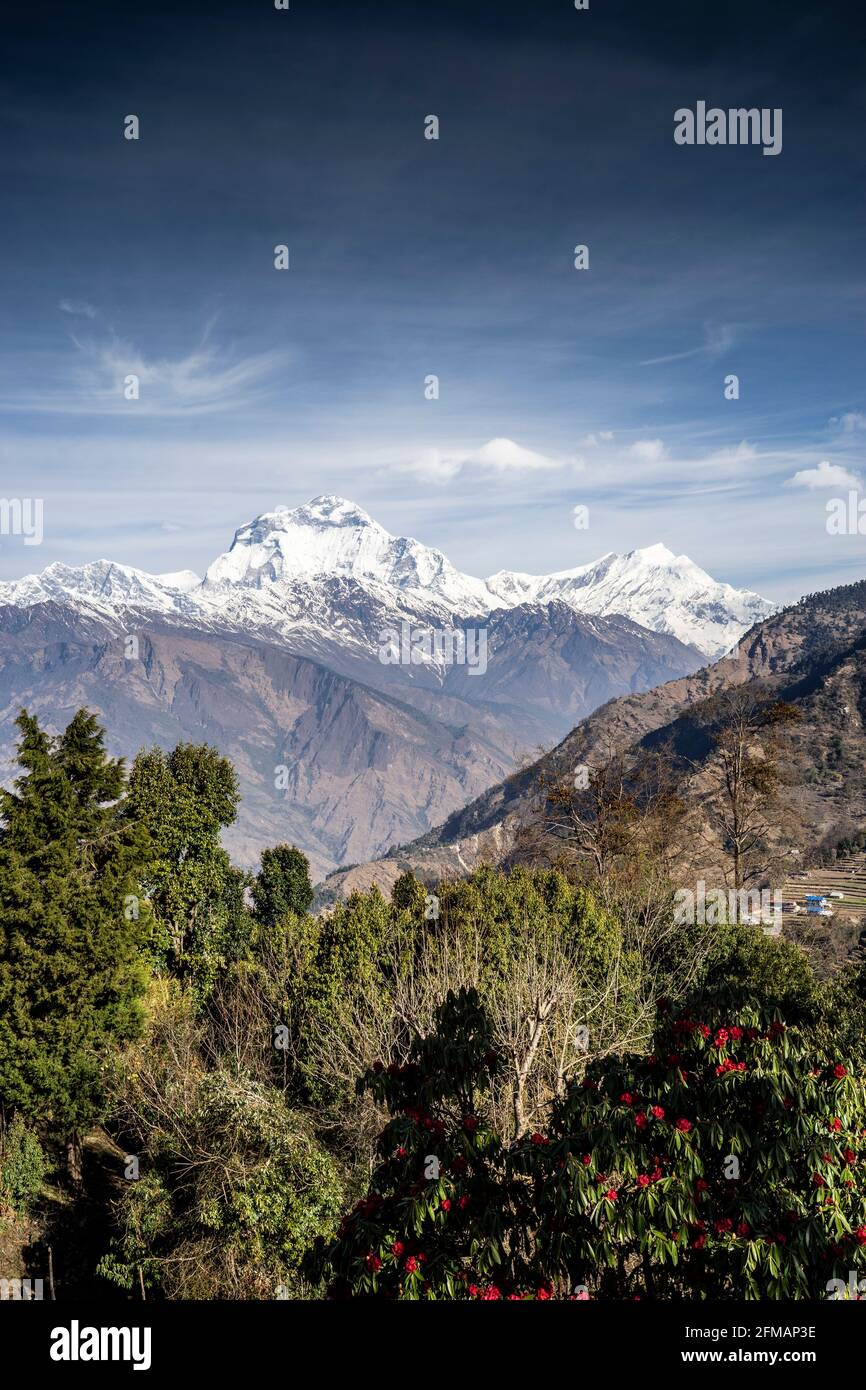 View of the 8167 m high Daulagiri with rhododendron trees in the foreground, Mountain View Lodge, Myagdi District, Nepal Stock Photo
