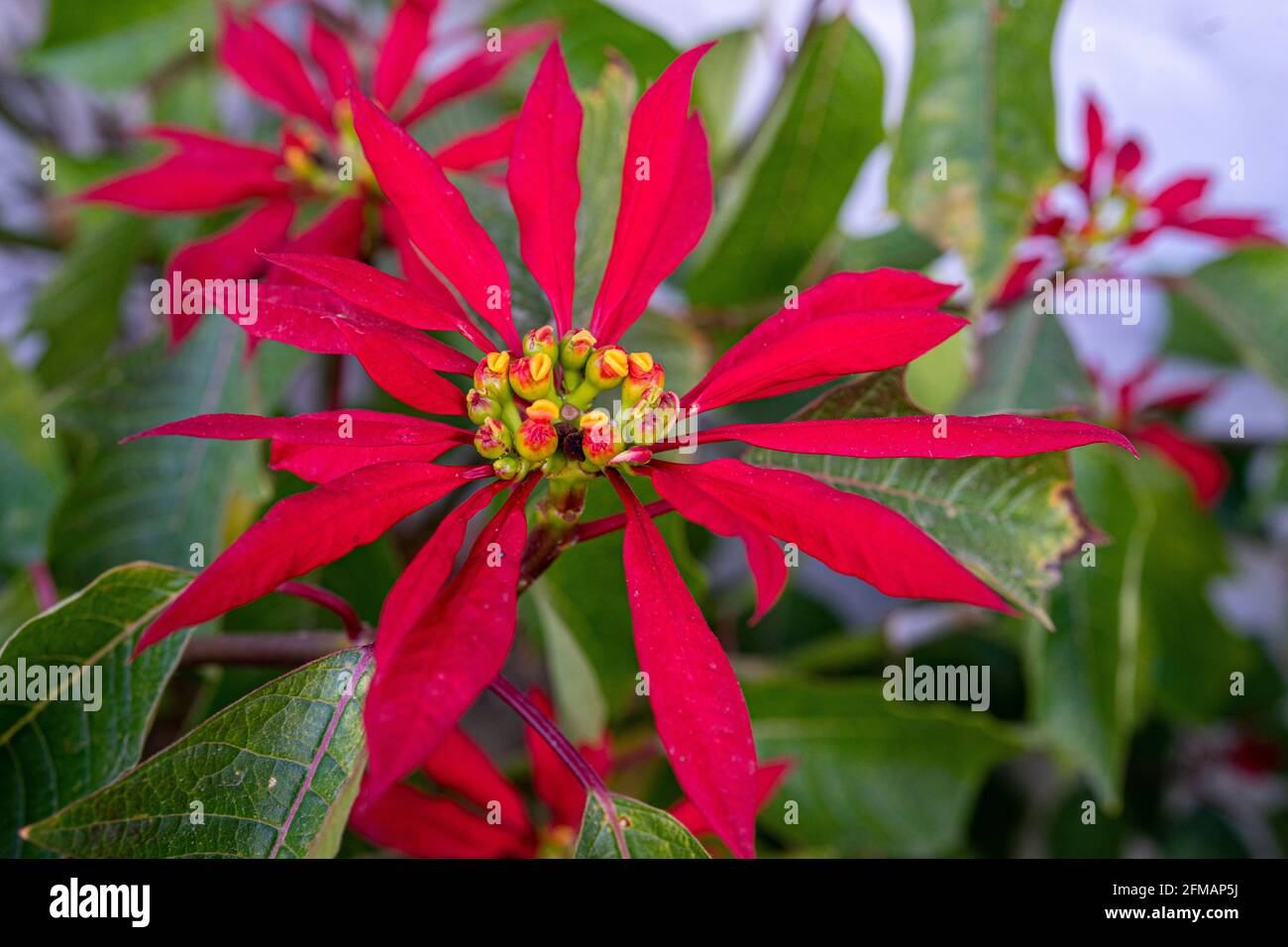 Blooming poinsettia on the trekking route to Ghoreopani on the Annapurna circuit, Myagdi district, Nepal Stock Photo