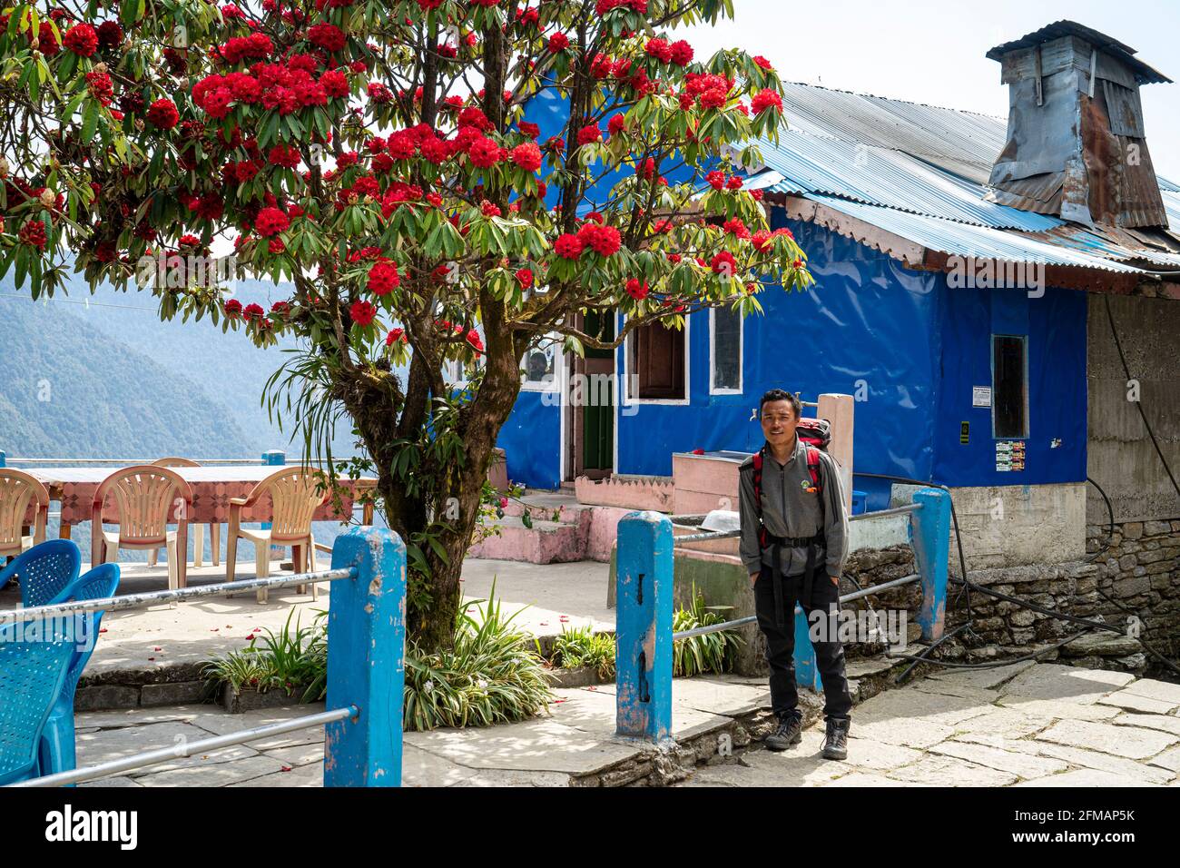 Nepalese guide under the rhododendron tree of a guest house on the trekking route to Ghoreopani on the Annapurna circuit, Myagdi district, Nepal Stock Photo