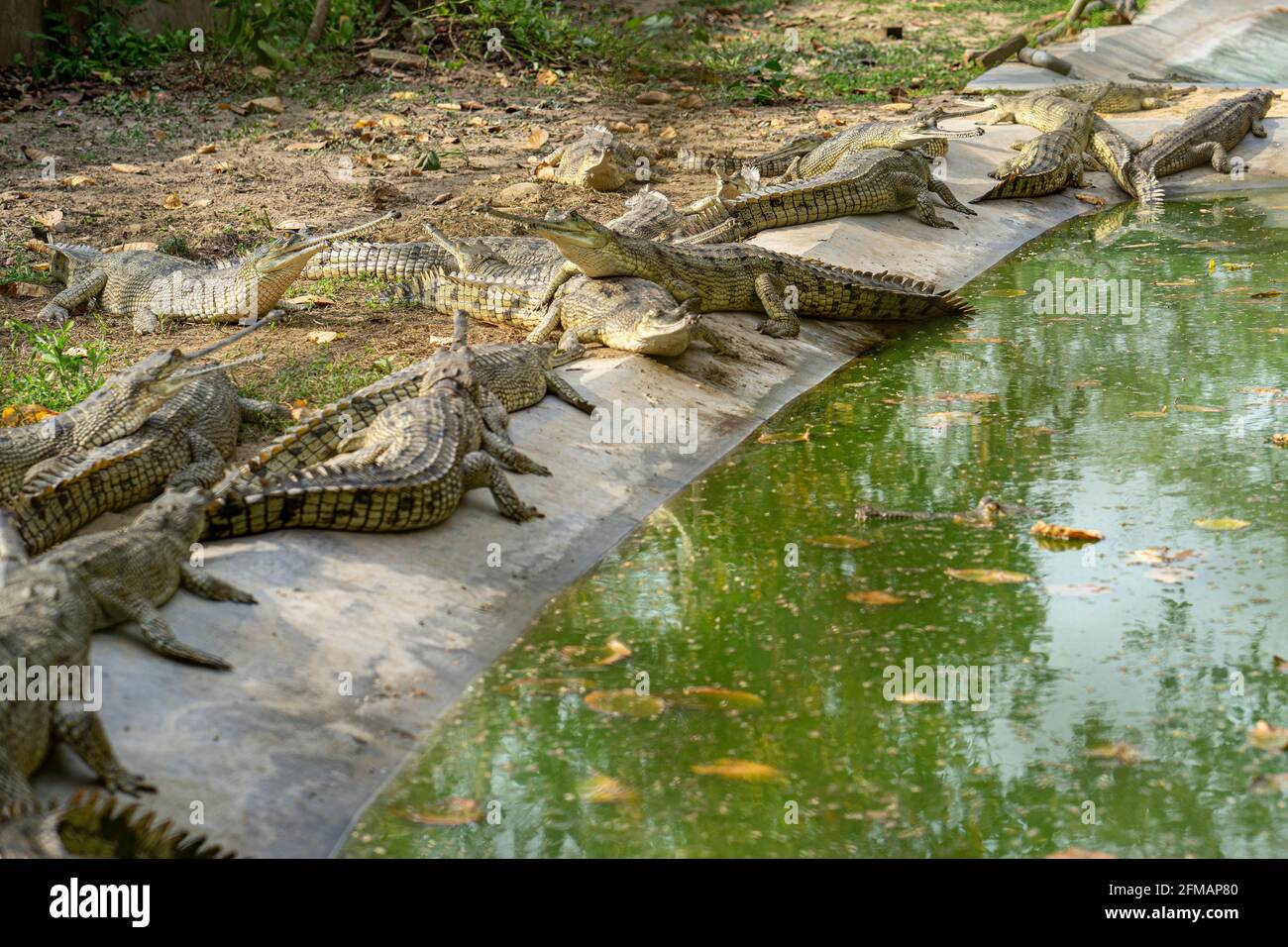 Gharial / Gavial (crocodile) hatchery, Chitwan National Park, Chitwan District, Bagmati Province, Nepal Stock Photo
