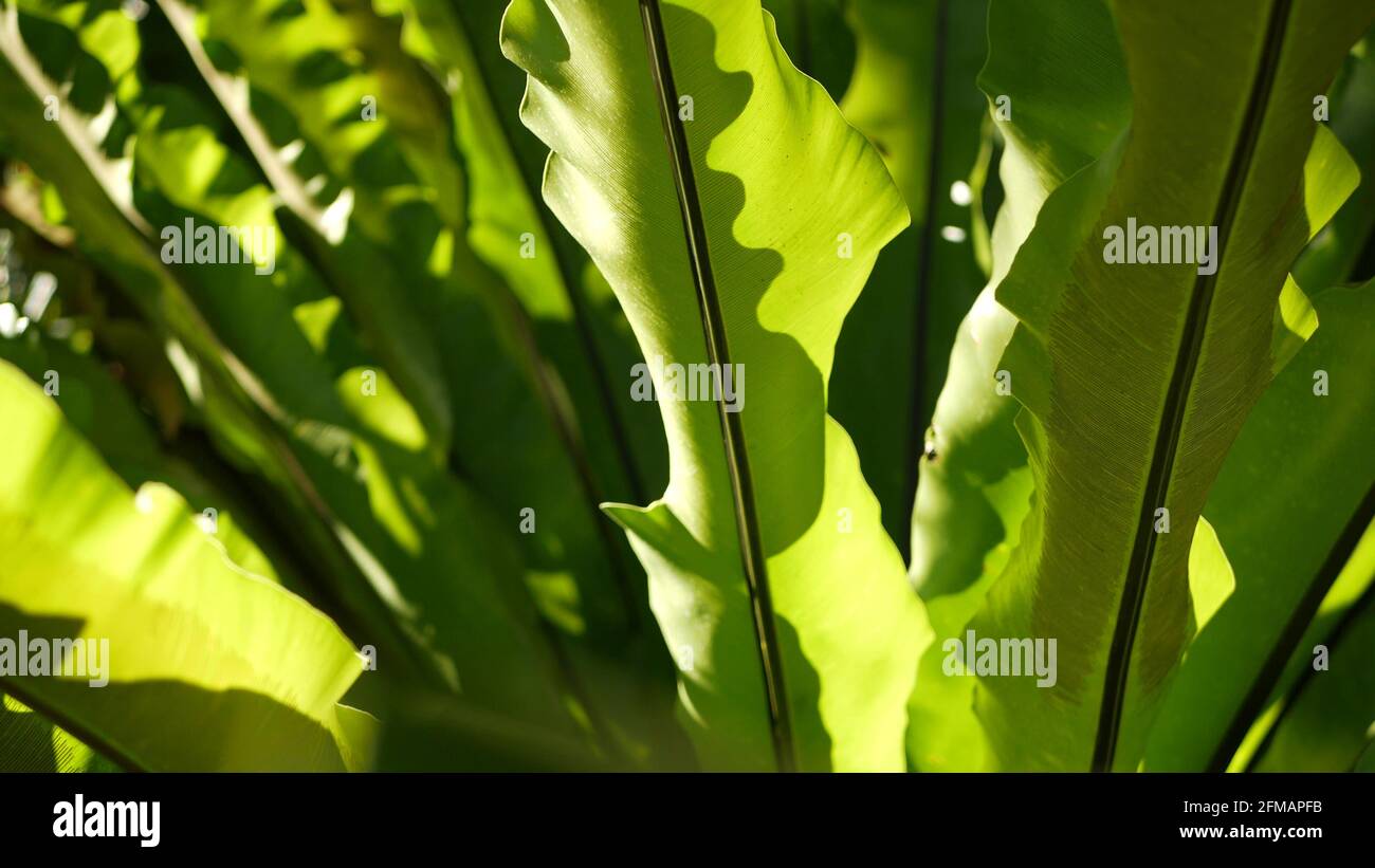 monstera swiss cheese plants Swiss Cheese Monstera (Adansonii)  Hey Rooted