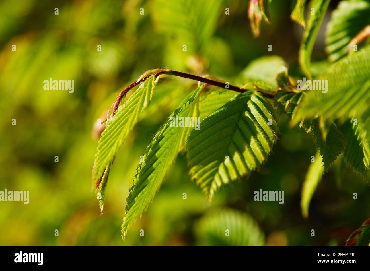 Close-up of young spring shoots of a beech hedge. A popular hedge plant. Many birds breed in it. Stock Photo