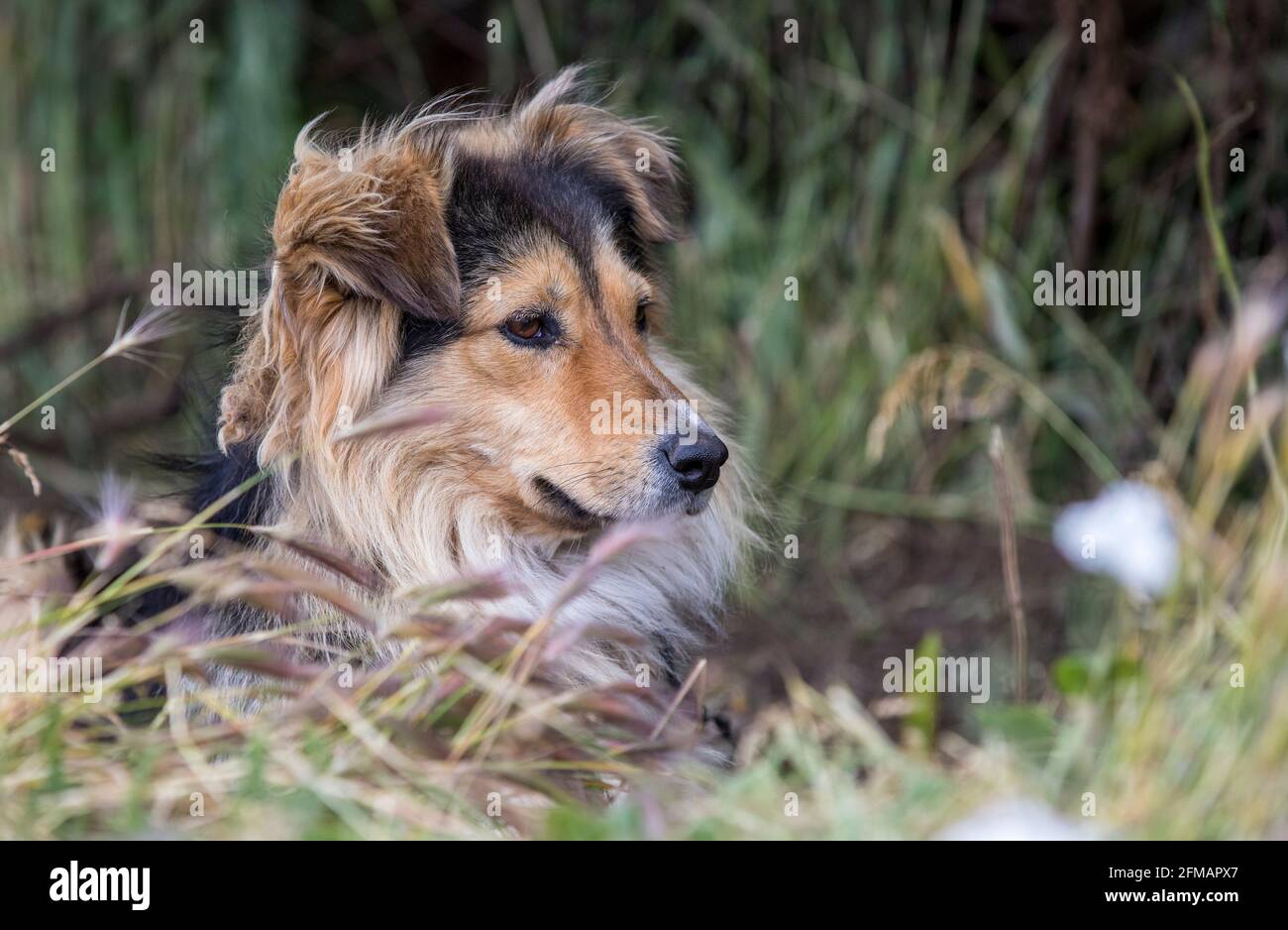 Pastoreo con Border Collie – Aprende con tu perro