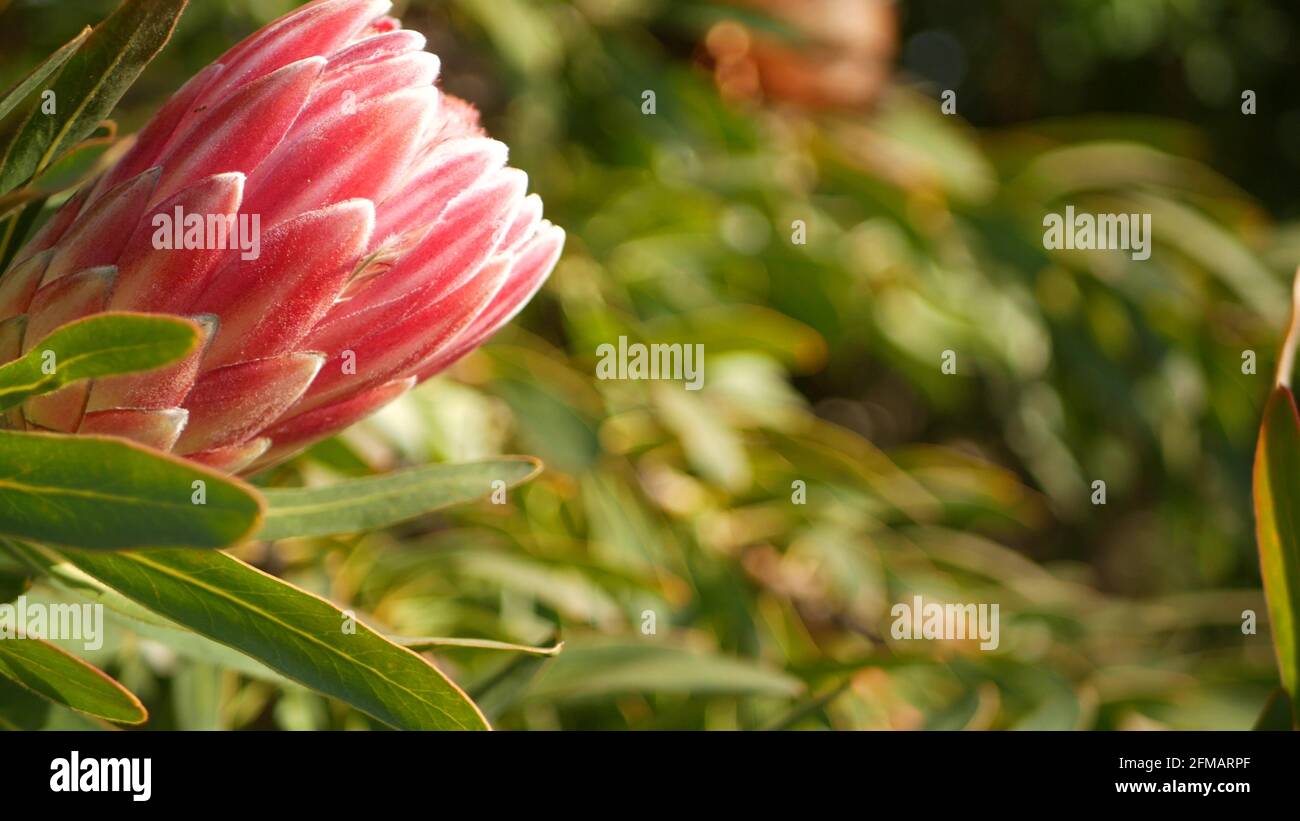 Protea pink flower in garden, California USA. Sugarbush repens springtime bloom, romantic botanical atmosphere, delicate exotic blossom. Coral salmon spring color. Flora of South Africa. Soft blur. Stock Photo