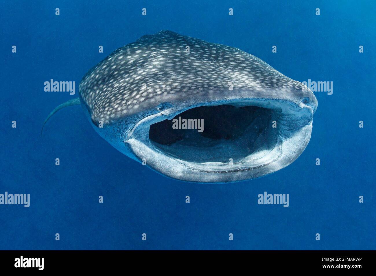 The whale shark (Rhincodon typus) is the largest fish in the world's  oceans. It is the only species in the genus Rhincodon. Its maximum size is  18 meters and its weight is