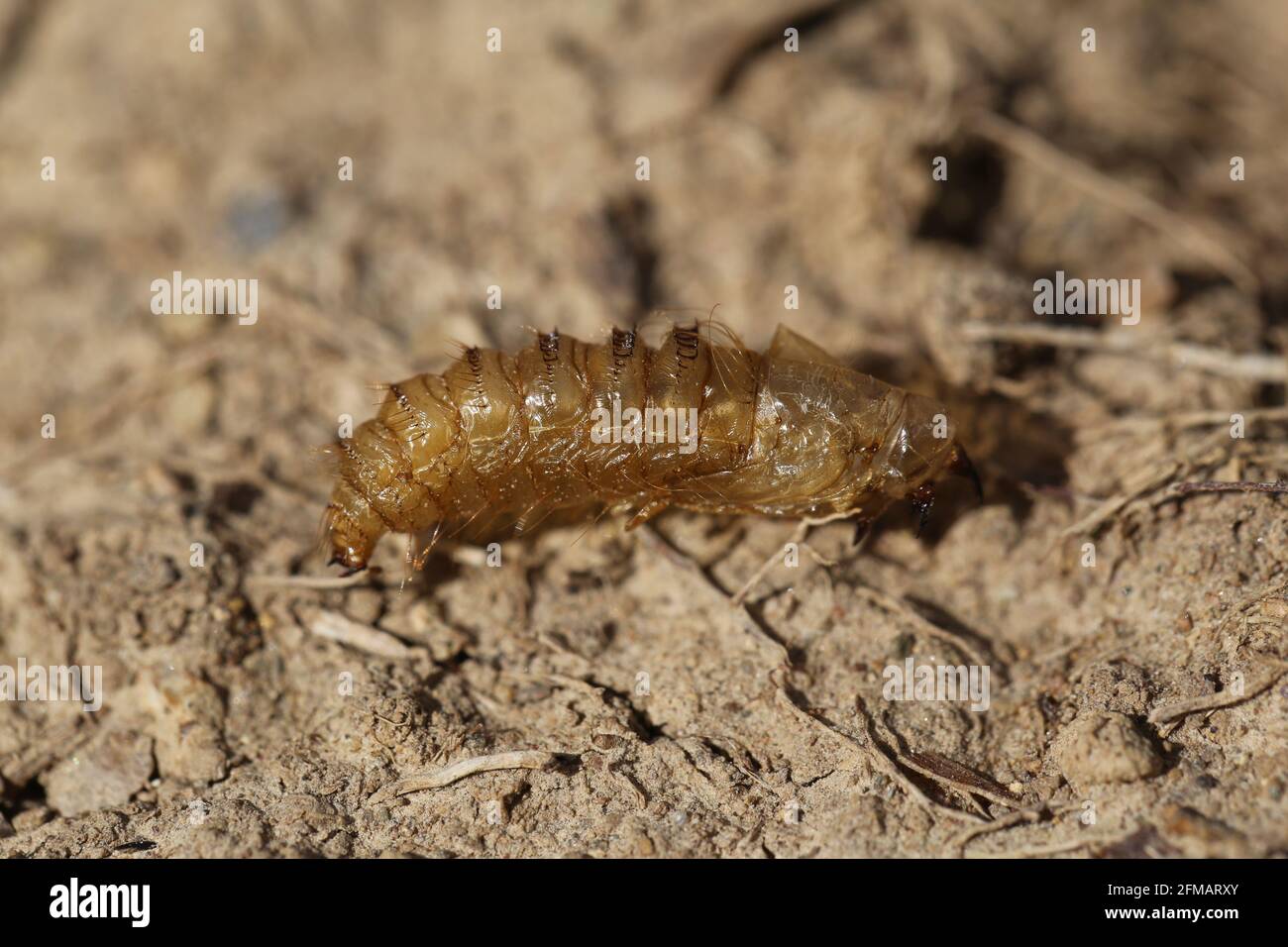 Spotted large bee-fly pupa (Bombylius discolor) in a colony of the grey-backed mining bee (Andrena vaga) Stock Photo