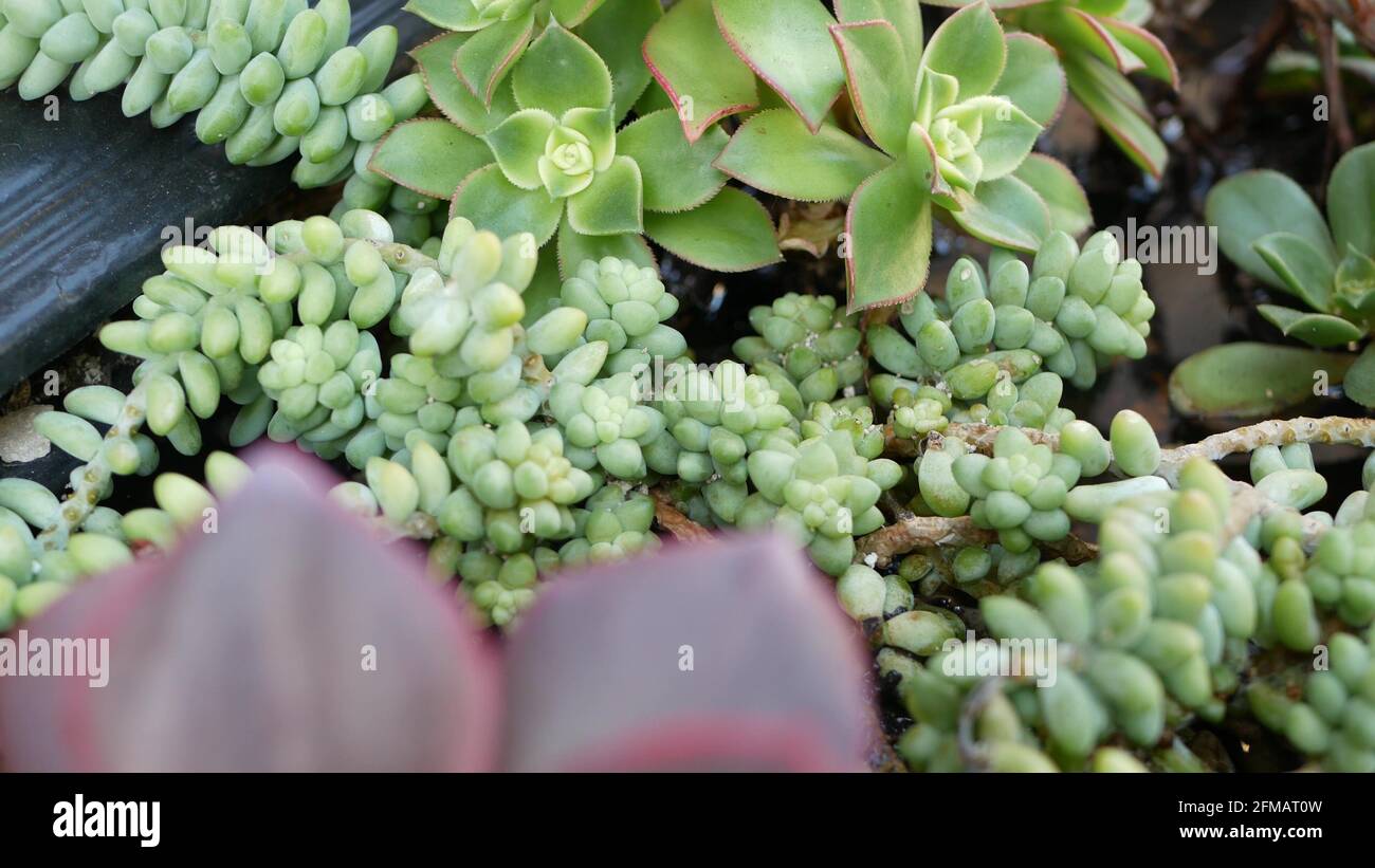 Succulent plants collection, gardening in California, USA. Home garden design, diversity of various botanical hen and chicks. Assorted mix of decorative ornamental echeveria houseplants, floriculture. Stock Photo
