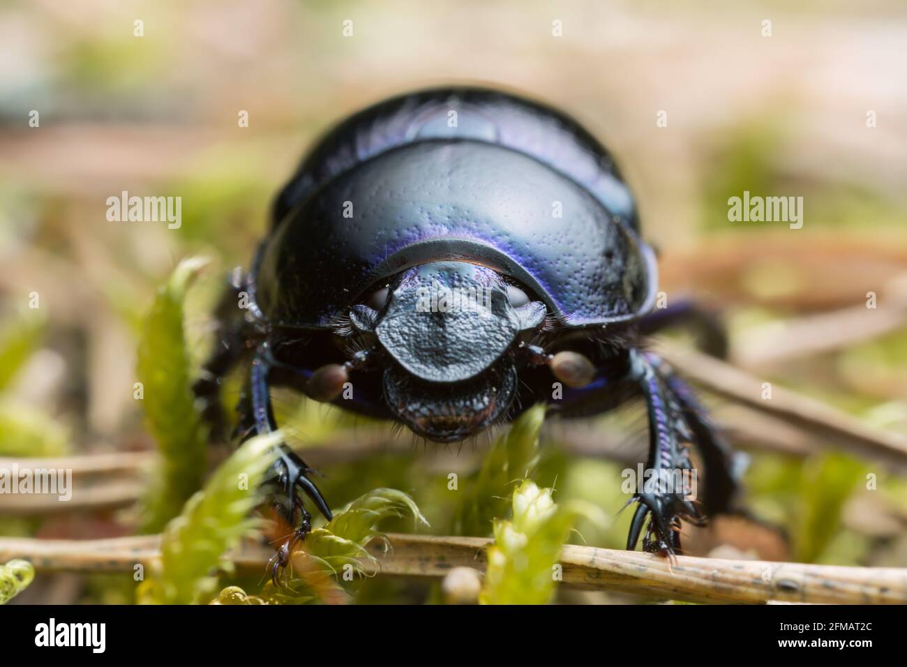 Macro photo of a dor beetle, Geotrupes stercorosus Stock Photo