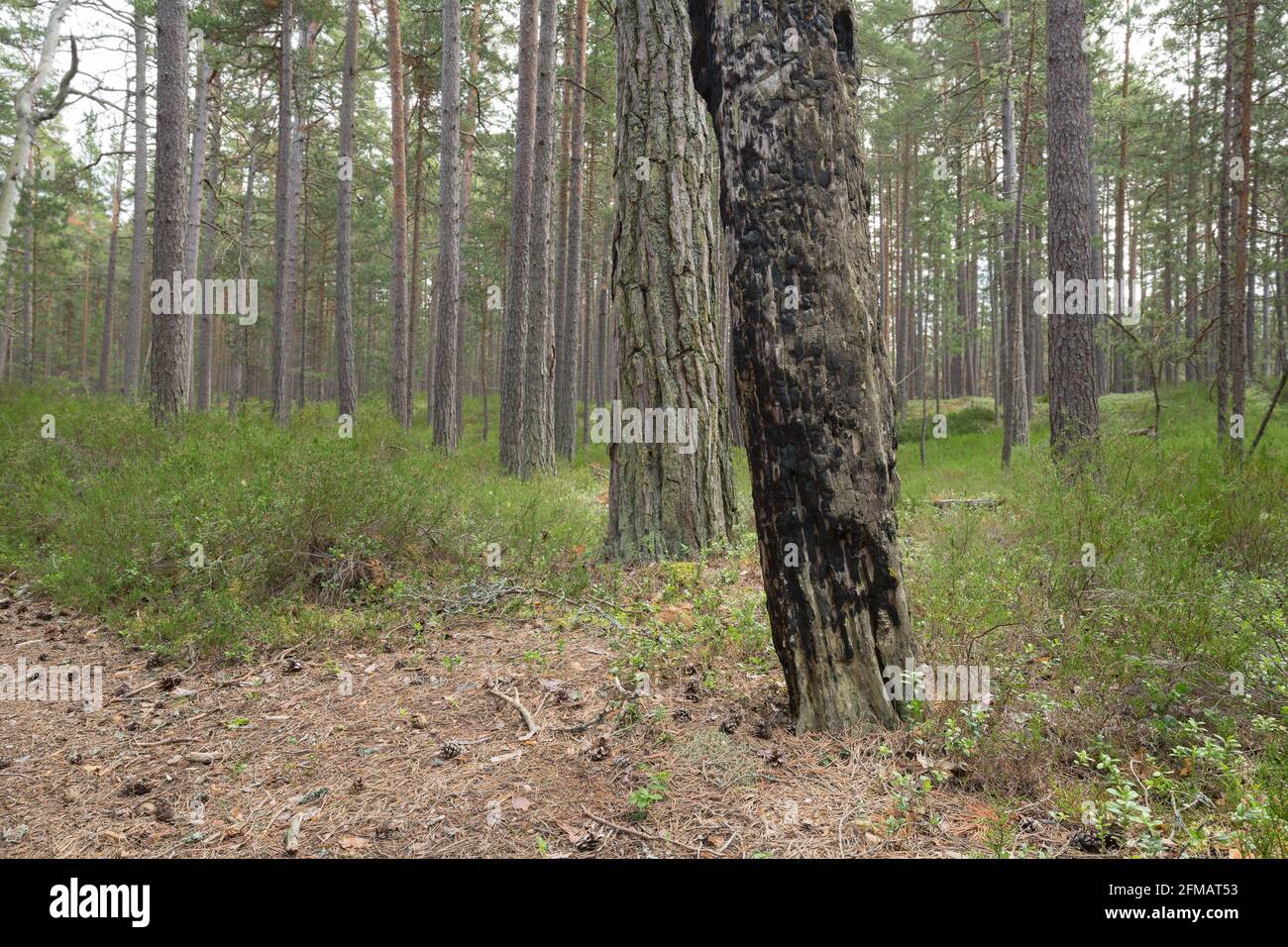 Burnt pine tree in natural pine forest, heather plants grows in the environment Stock Photo