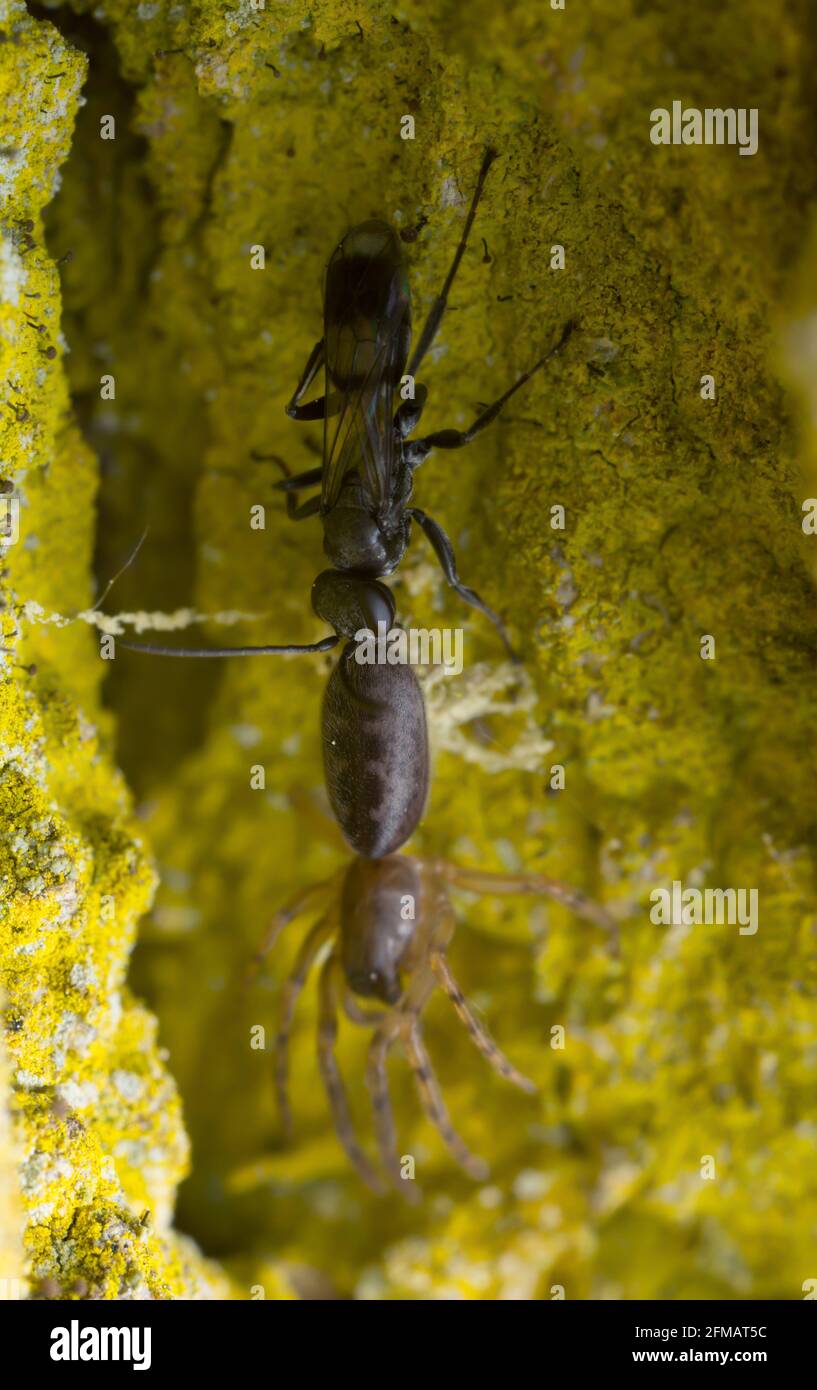 Spider wasp, Pompilidae with caught snake back spider, Segestria senoculata Stock Photo
