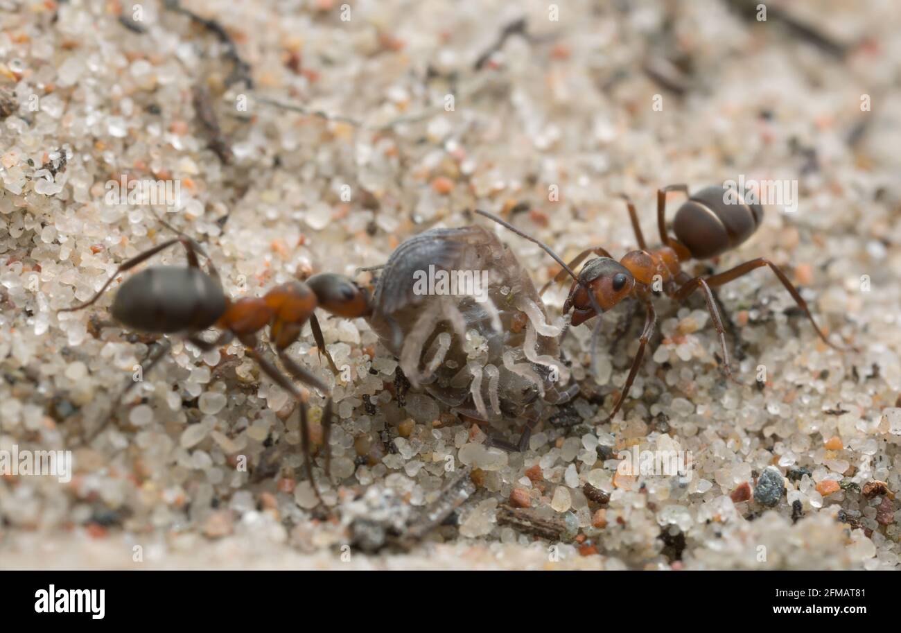 Wood ants, Formica transporting woodlouse Stock Photo