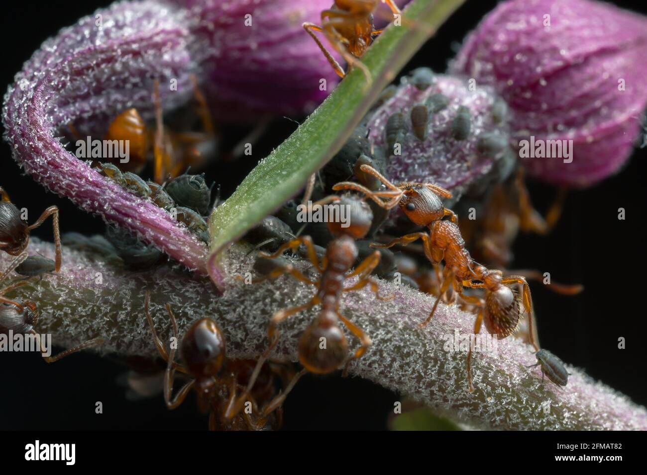 Red ants, Myrmica and aphids on orchid Stock Photo