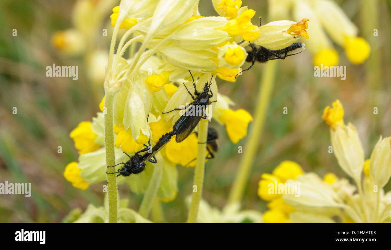 closeup macro of a St Mark's Flies on a bright yellow cowslip flower in bloom Stock Photo