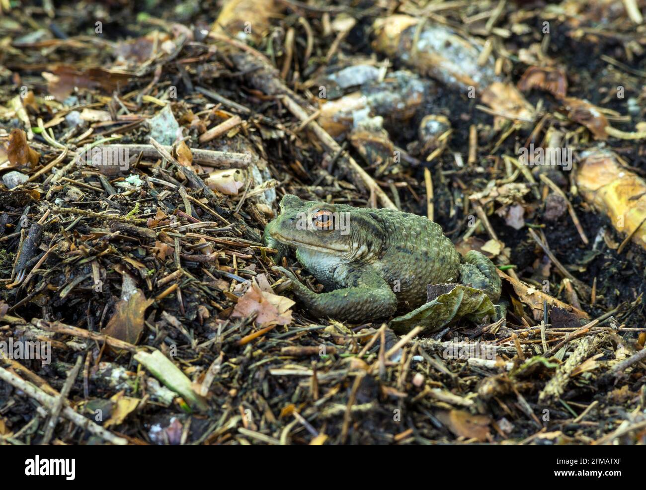 Germany, Baden-Wuerttemberg, common toad, Bufo bufo, specially protected species. Stock Photo