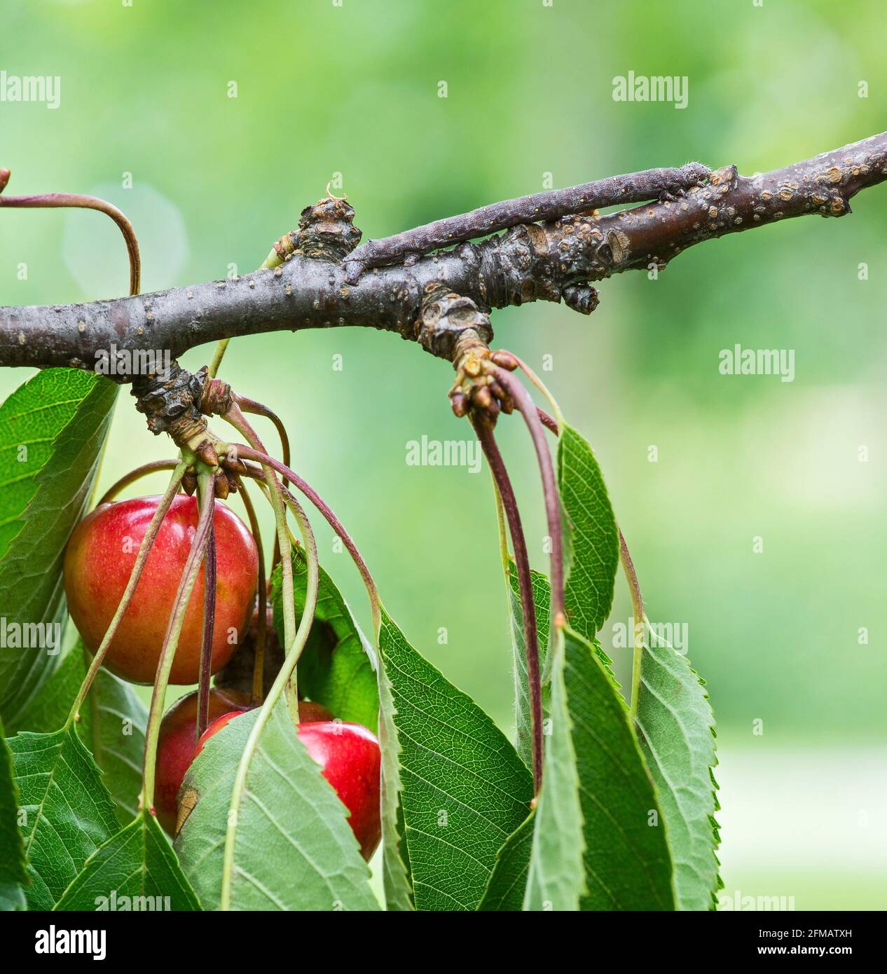 Germany, Baden-Wuerttemberg, Lycia hirtaria, caterpillar of the cherry spanner on the branch of a cherry tree, black probe - thick body spanner, butterfly, moth from the spanner family, Geometridae. Stock Photo