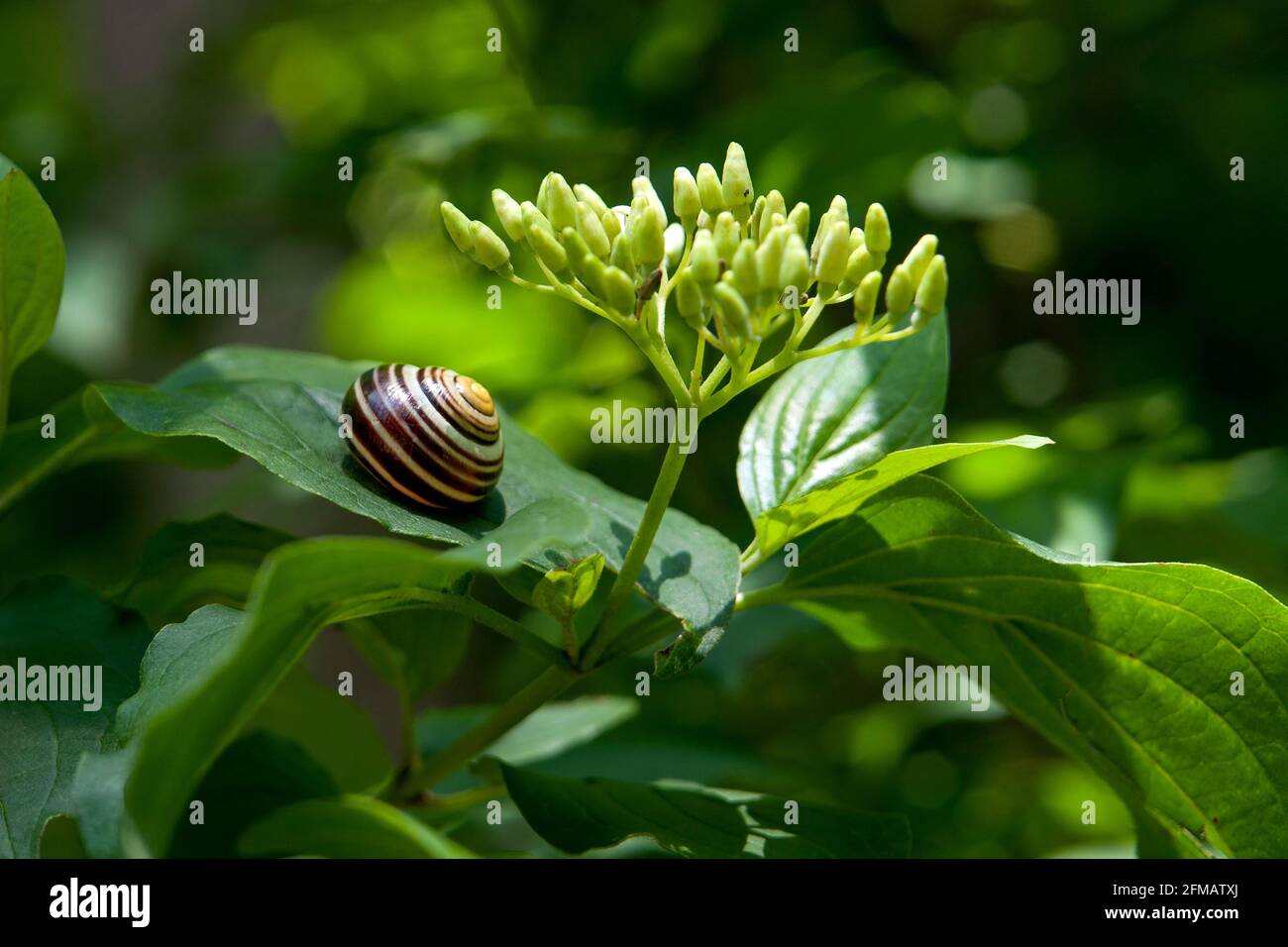 Germany, Baden-Wuerttemberg, cepaea, from the snail family, Helicidae. Stock Photo