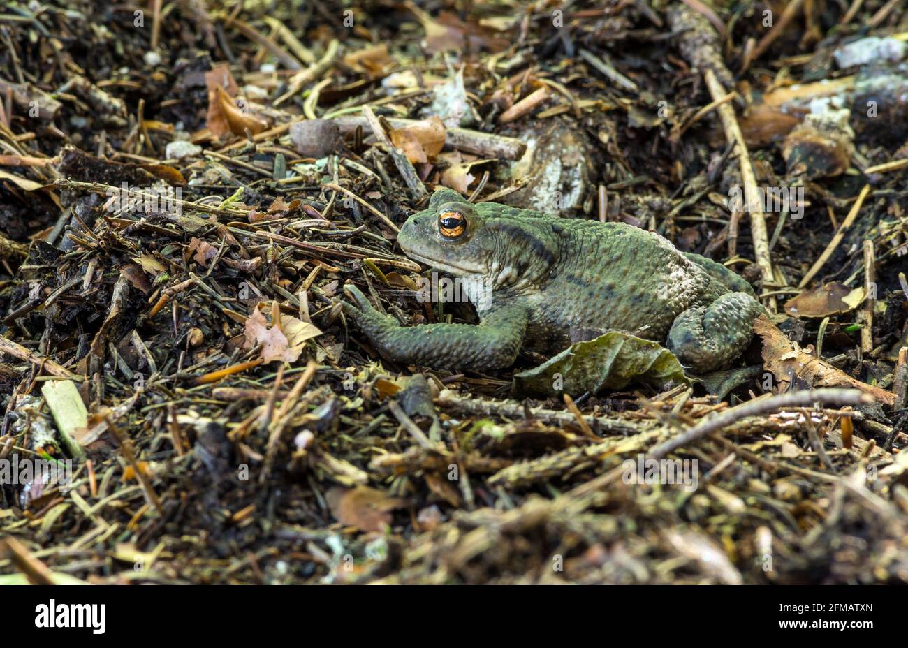 Germany, Baden-Wuerttemberg, common toad, Bufo bufo, specially protected species. Stock Photo