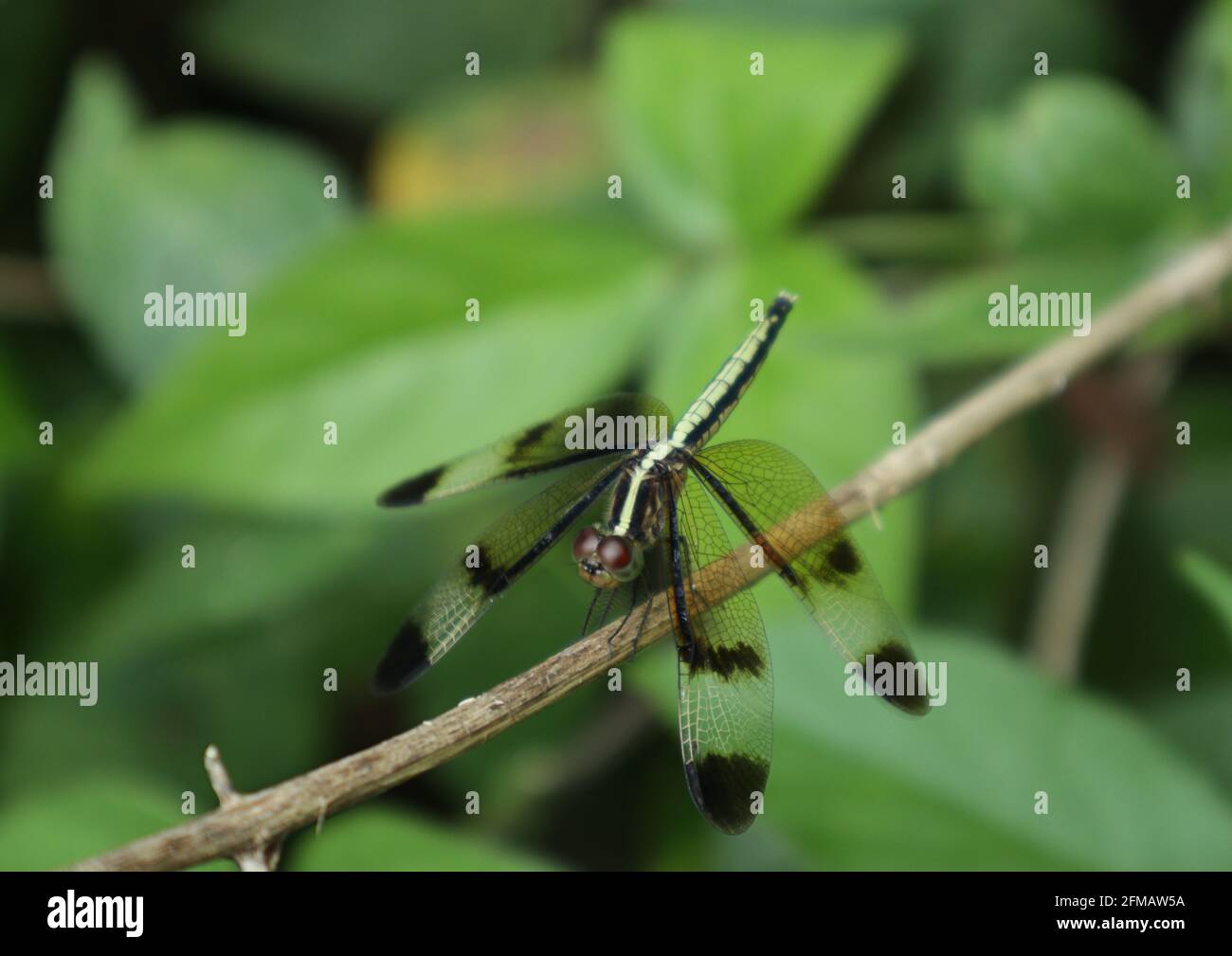 A golden color skimmer or Dragonfly perched on a dry stick Stock Photo