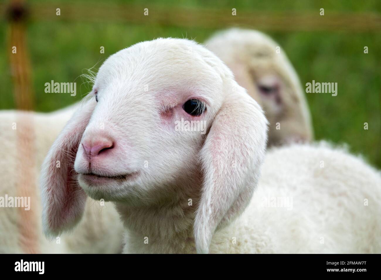Germany, Baden-Wuerttemberg, Lichtenstein, domestic sheep, lamb, milk lamb on the Swabian Alb Stock Photo