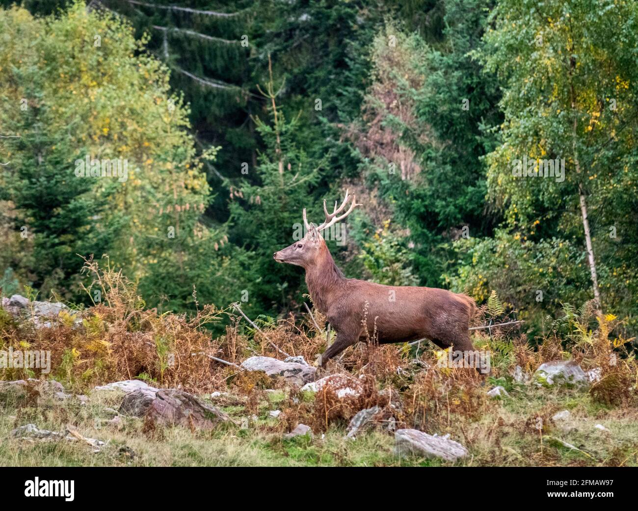 Germany, Baden-Wuerttemberg, red deer, Cervus elaphus, in an enclosure in the Black Forest. Stock Photo