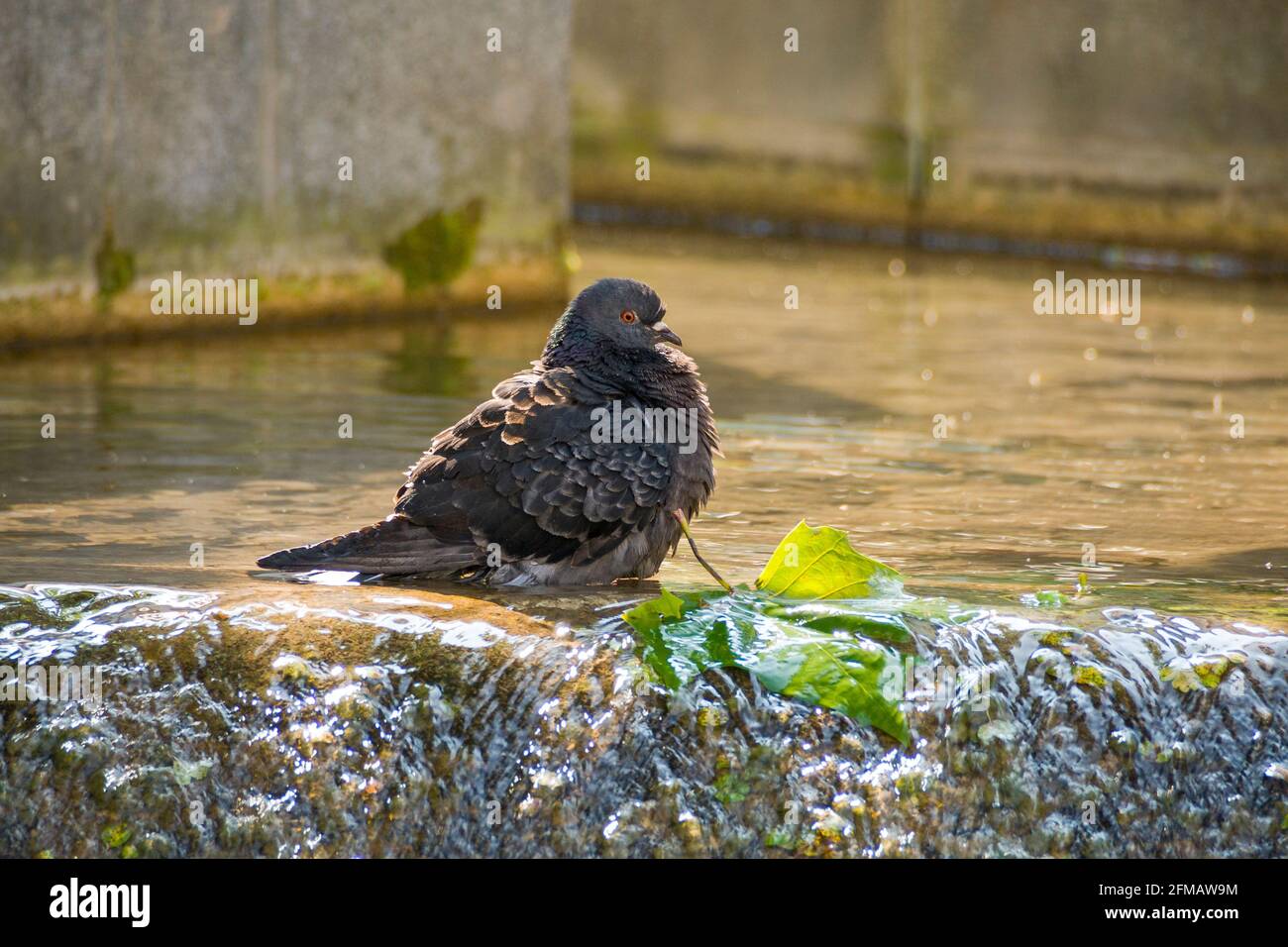 Germany, Baden-Wuerttemberg, pigeon, domestic pigeon bathes, plumage cleaning in the water of a fountain bowl Stock Photo