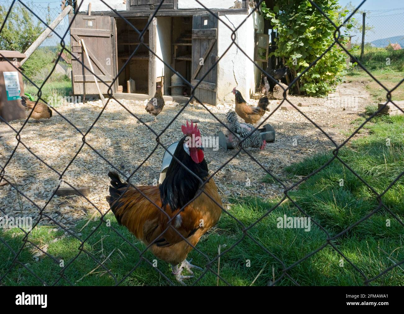 Germany, BadenWuerttemberg, Beuren, openair museum, chicken coop