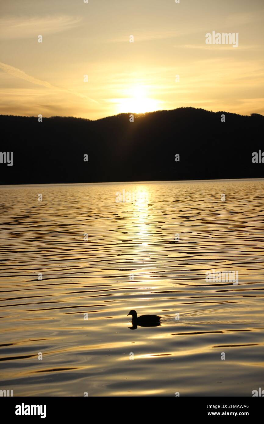 Duck at sunset at Kochelsee, the sun disappears behind the mountains, backlight, reflection Stock Photo