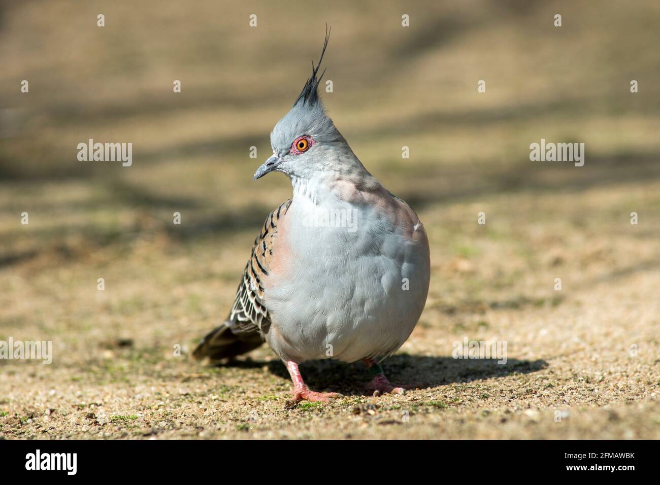The shorthaired pigeon, also known as the Australian crested pigeon, Ocyphaps lophotes, is a species of pigeon native to Australia. Stock Photo