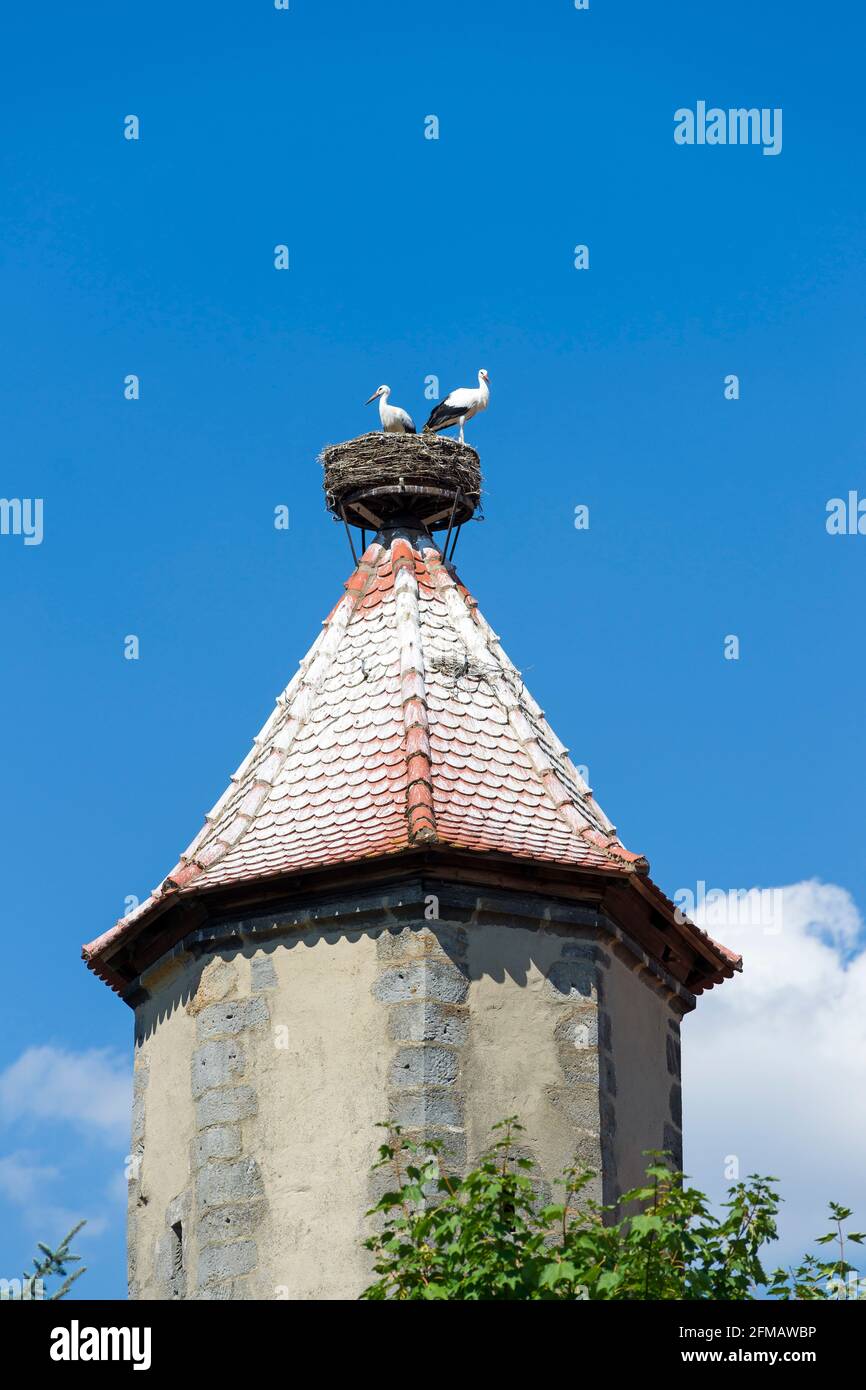Germany, Bavaria, Seßlach, two young white storks on the 4th defense tower  at the lower kennel Stock Photo - Alamy