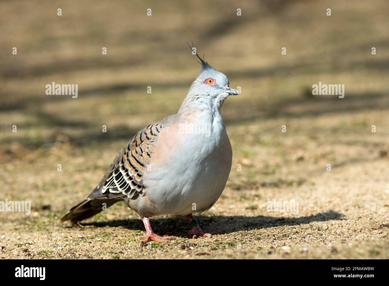 The shorthaired pigeon, also known as the Australian crested pigeon, Ocyphaps lophotes, is a species of pigeon native to Australia. Stock Photo