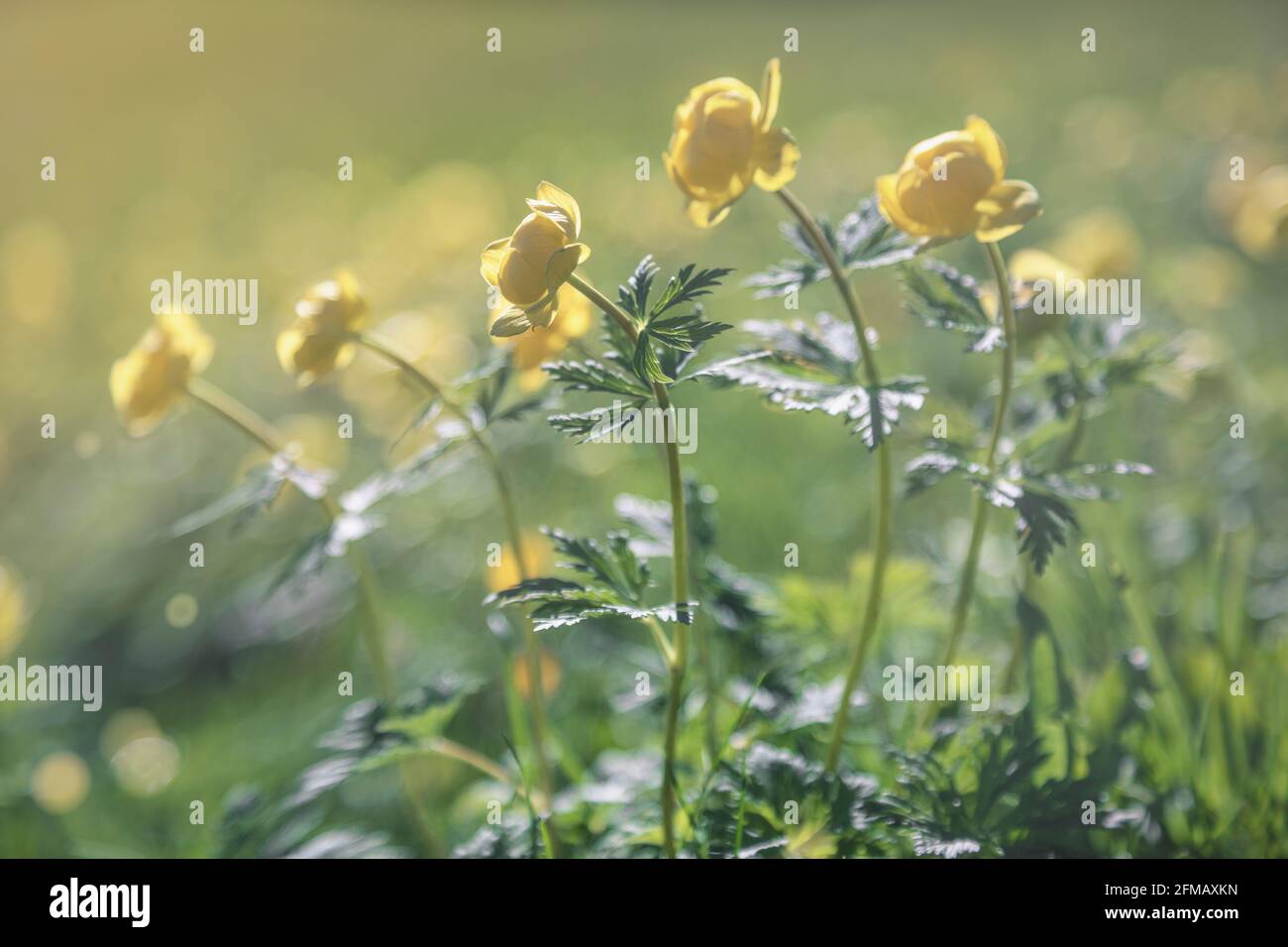 Italy, Dolomites, province of Belluno, alpine globeflower, Trollius europaeus Stock Photo