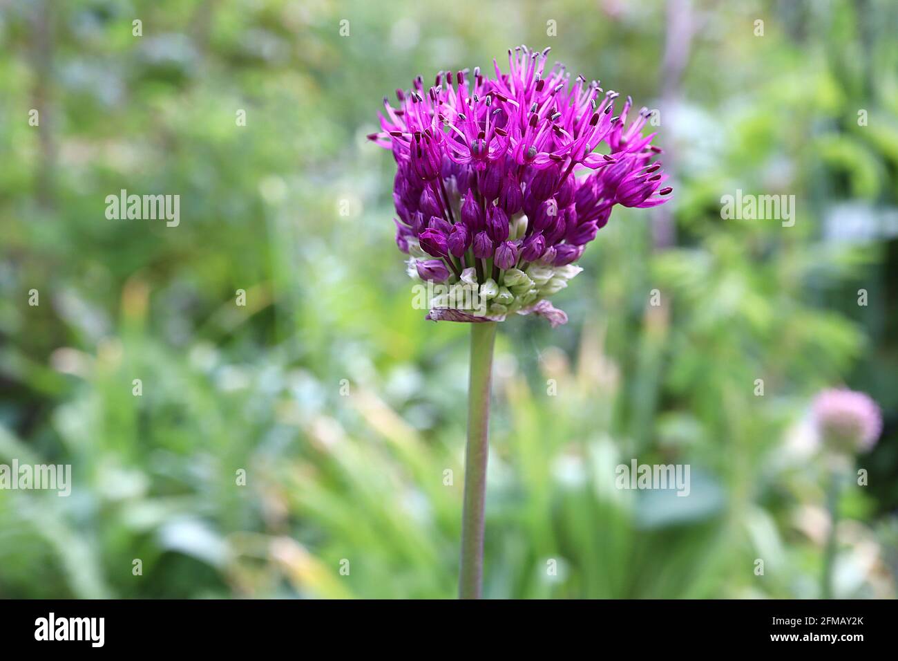 Allium rotundum round-headed leek – deep purple pink flower cluster on tall stem,  May, England, UK Stock Photo