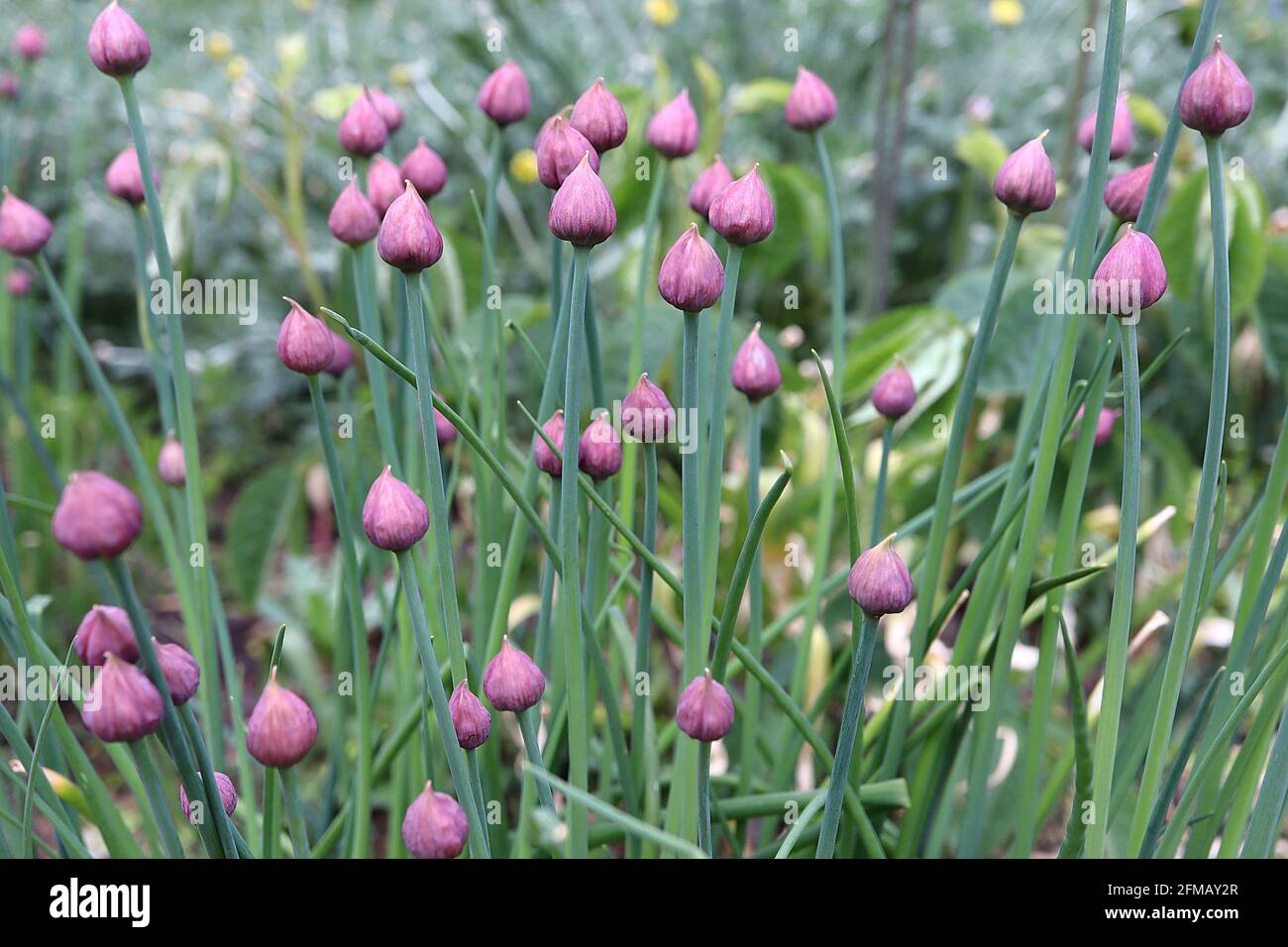 Allium schoenoprasum buds Chive flower buds – group of small onion dome-shaped light purple flower buds,  May, England, UK Stock Photo