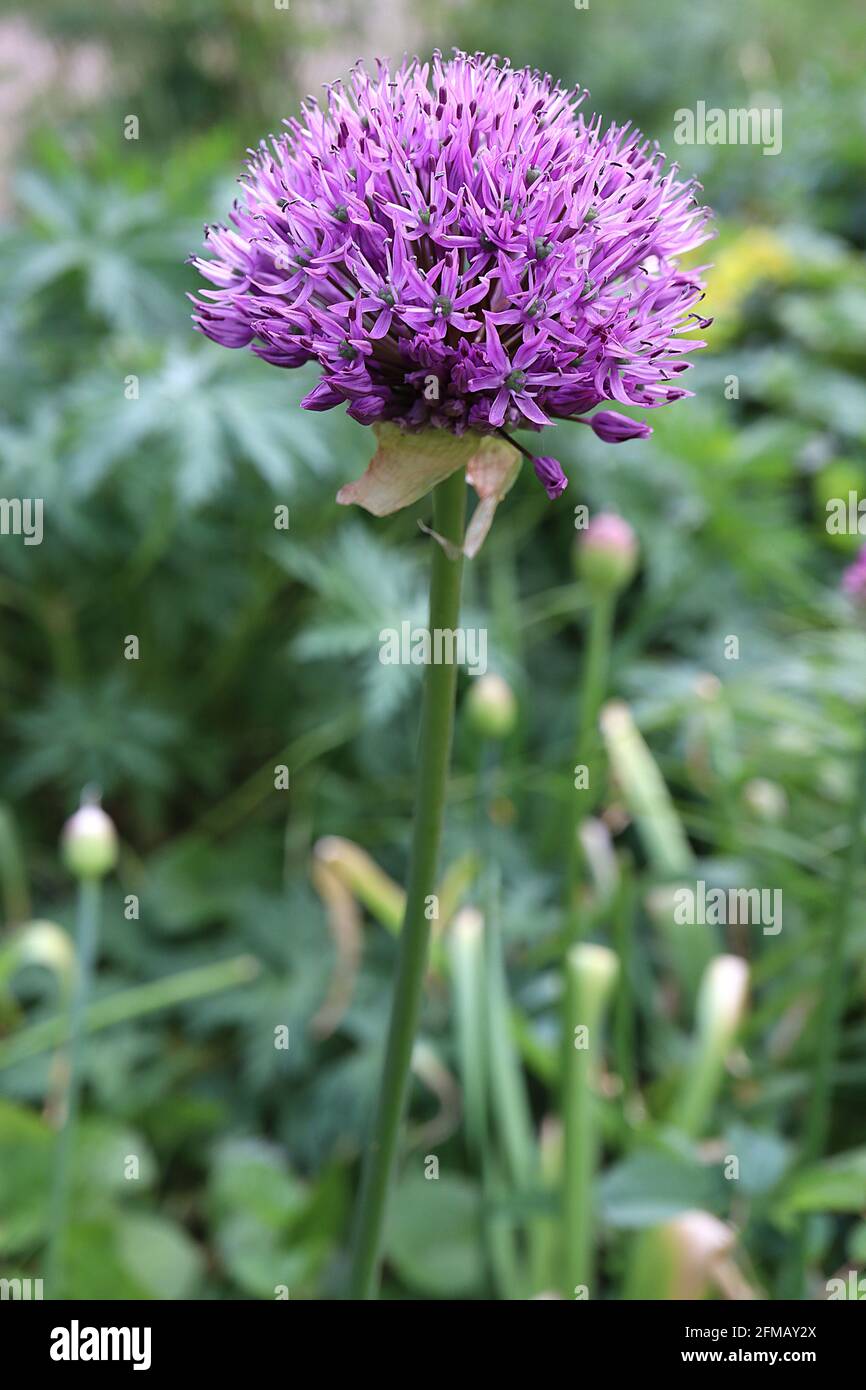 Allium hollandicum ‘Purple Sensation’ Dutch garlic Purple Sensation – spherical umbel of violet star-shaped flowers on tall stem,  May, England, UK Stock Photo