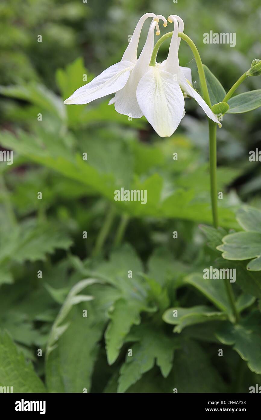 Aquilegia vulgaris ‘Nivea’ / ‘Munstead White’ Columbine / Granny’s bonnet Munstead White – pendulous white flowers with short curled spurs,  May, UK Stock Photo